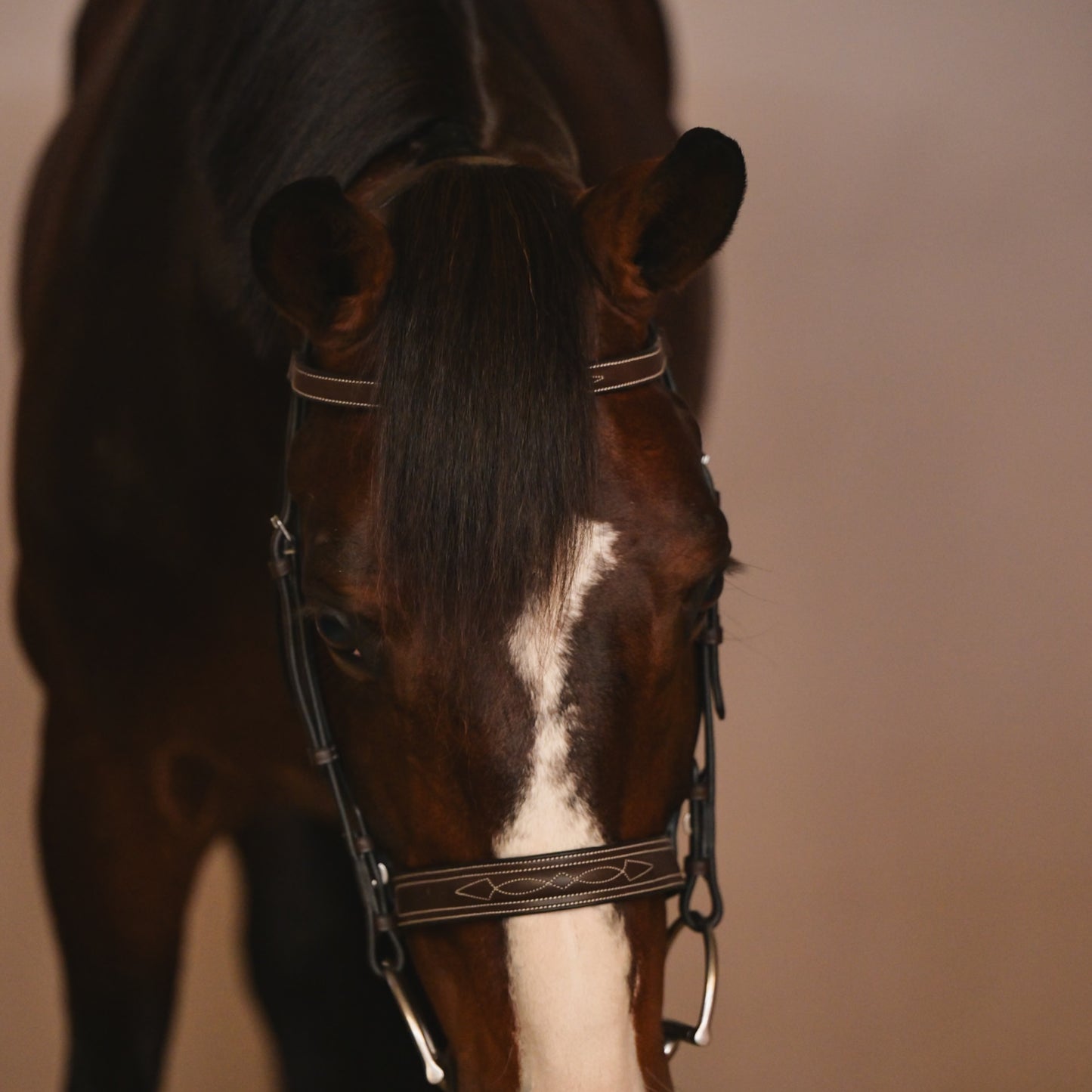 CARLO Hunter Bridle - HAYLO Equestrian
