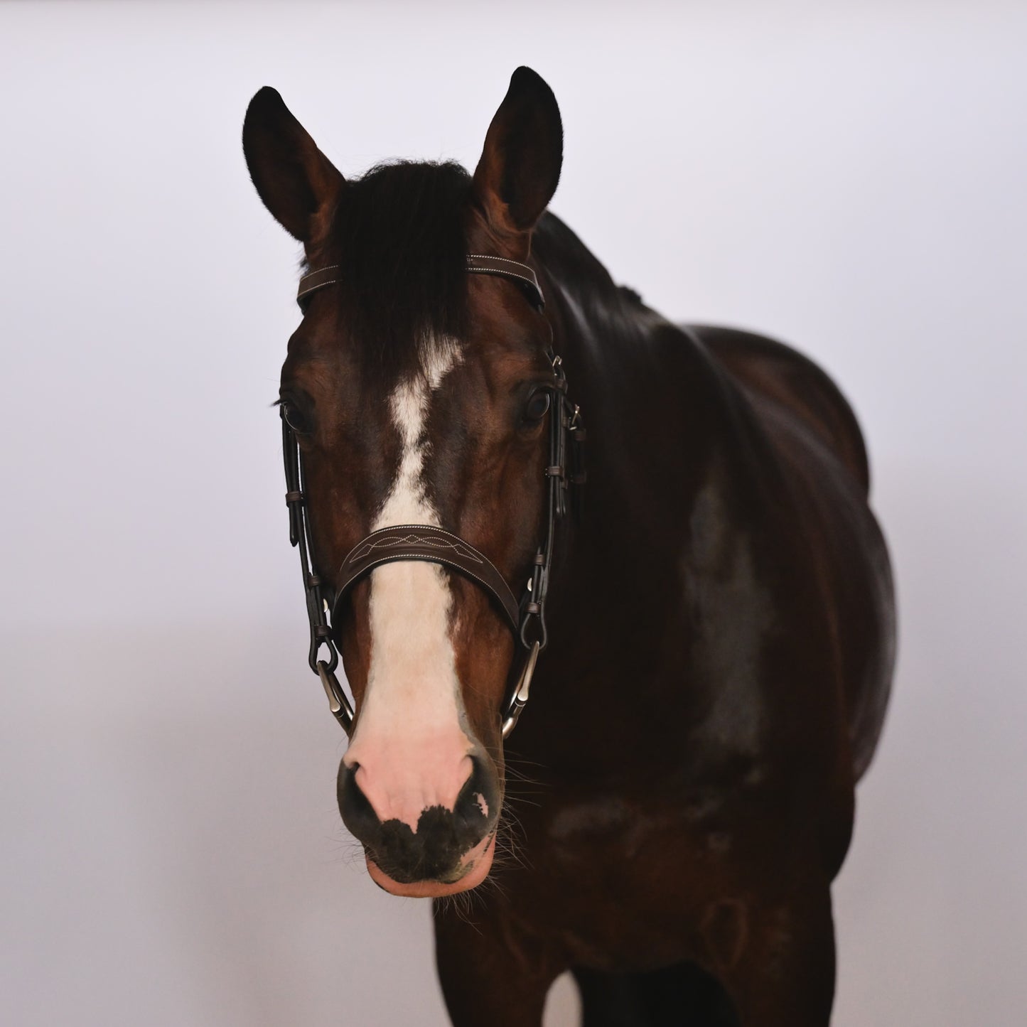 Kingsbury Hunter Bridle - HAYLO Equestrian