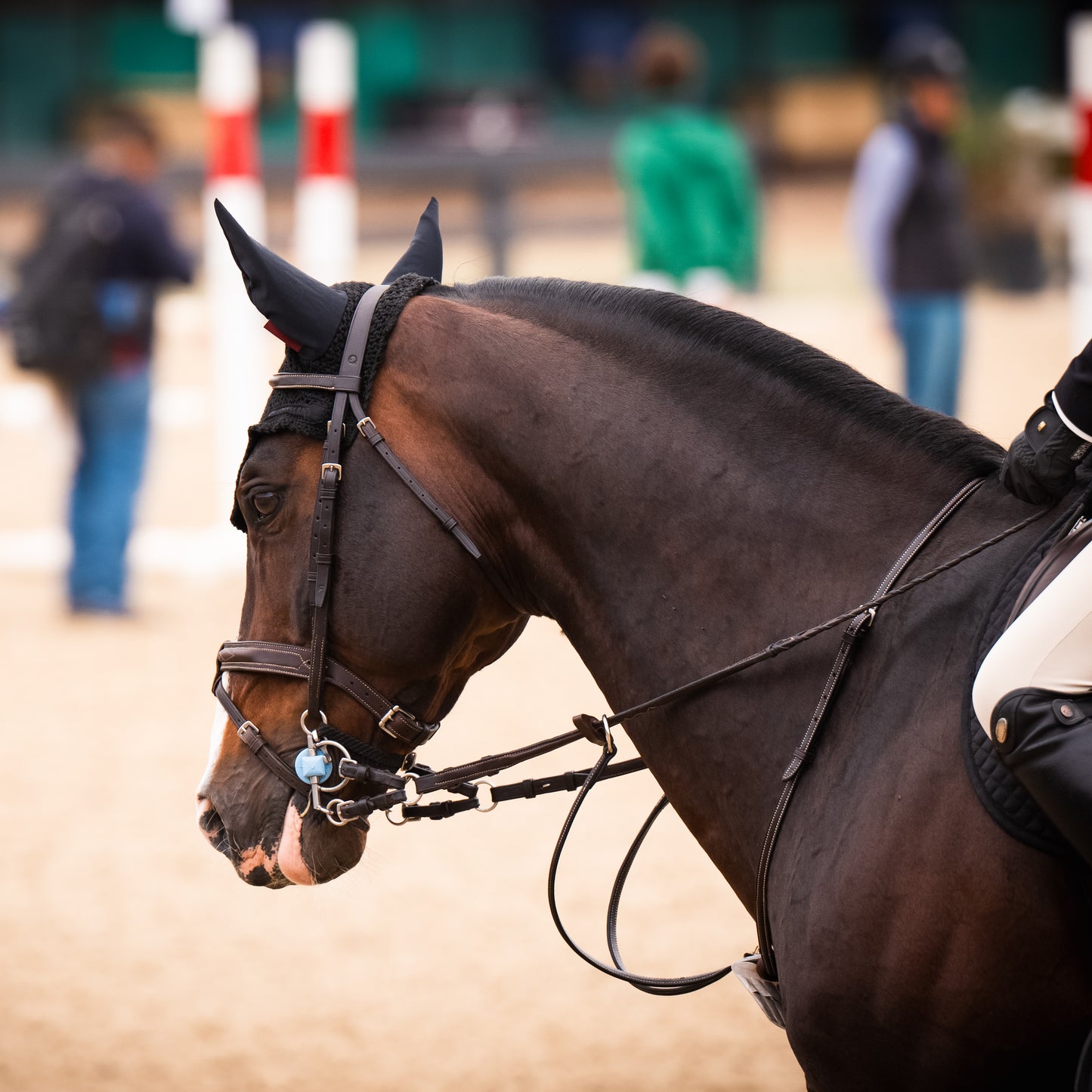 Running Martingale - HAYLO Equestrian