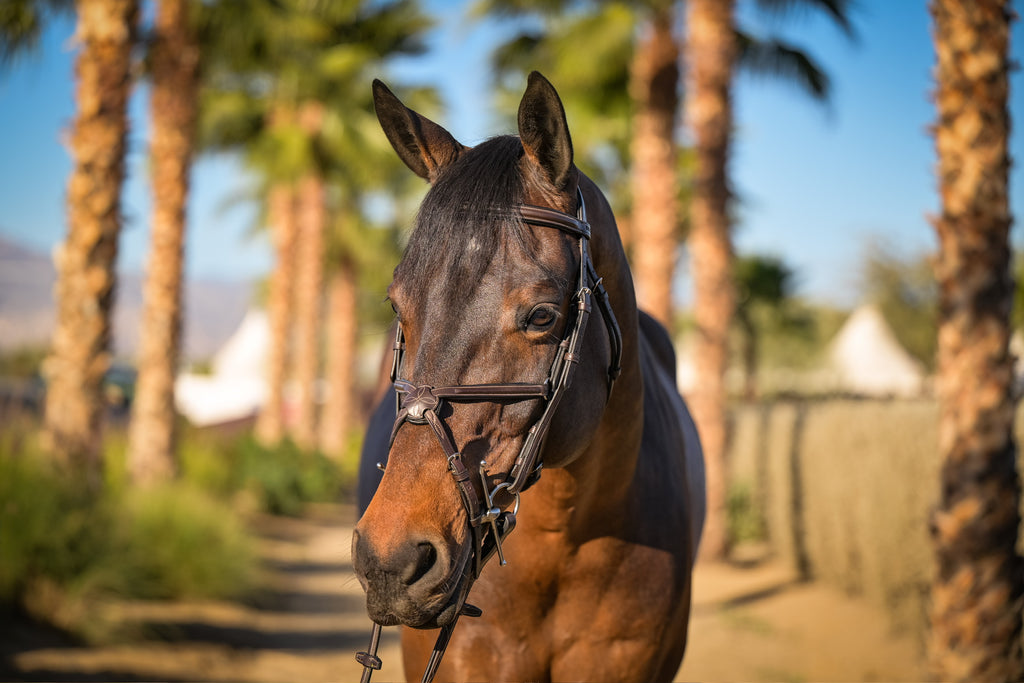 Barclino Figure 8 Bridle