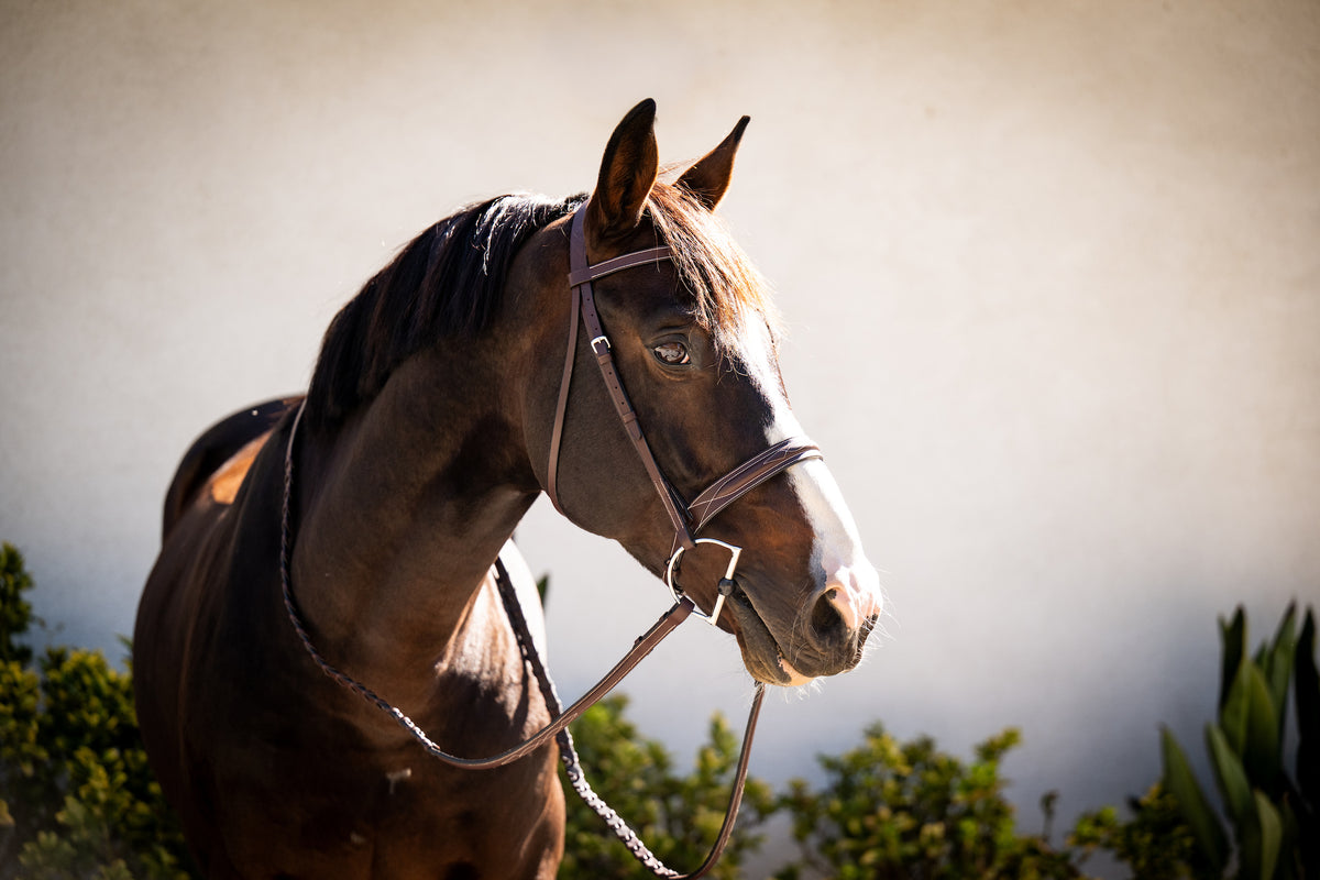 Essential Hunter Bridle