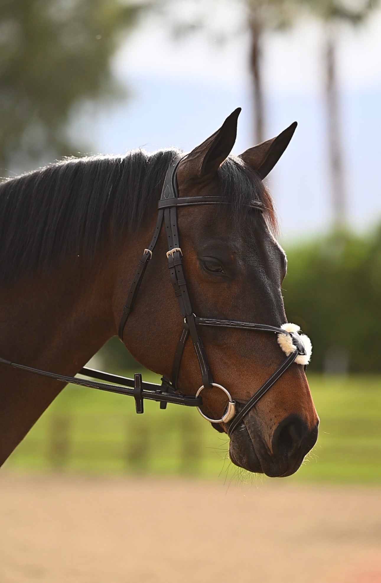 Moulin Figure 8 Bridle