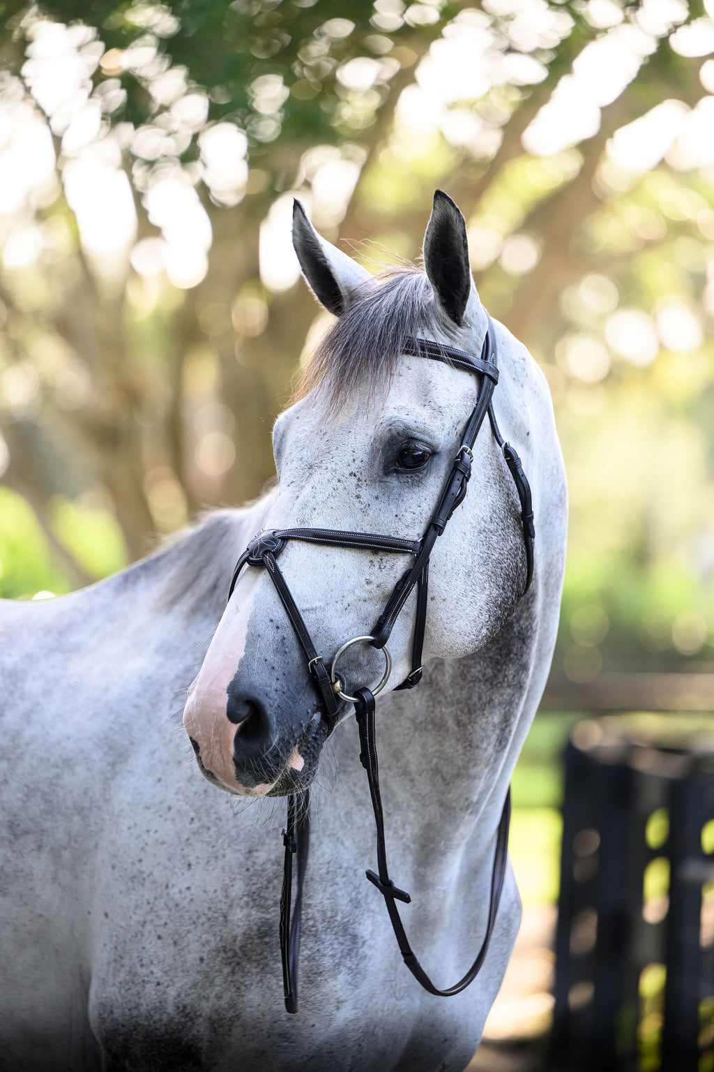 Barclino Figure 8 Bridle