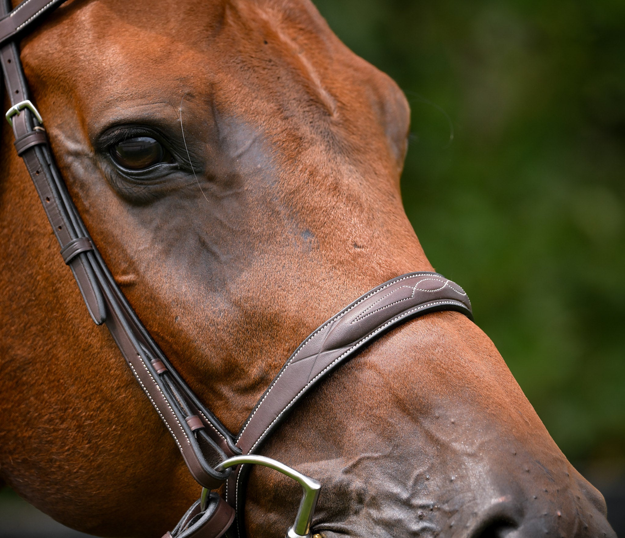 Triumph Hunter Bridle