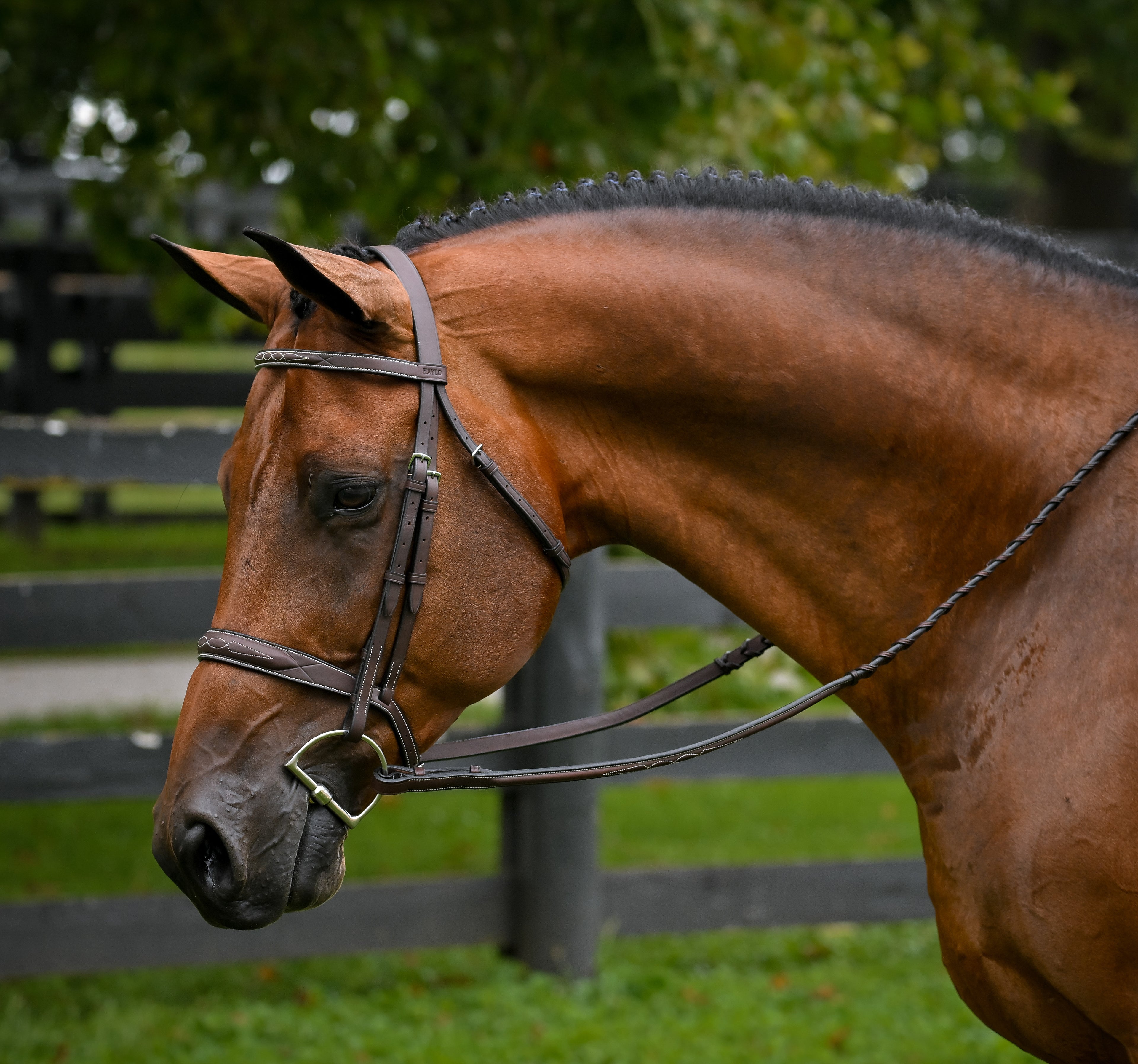 Triumph Hunter Bridle