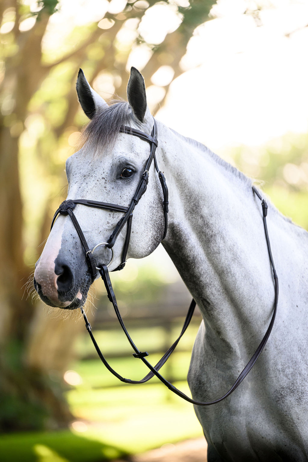 Barclino Figure 8 Bridle