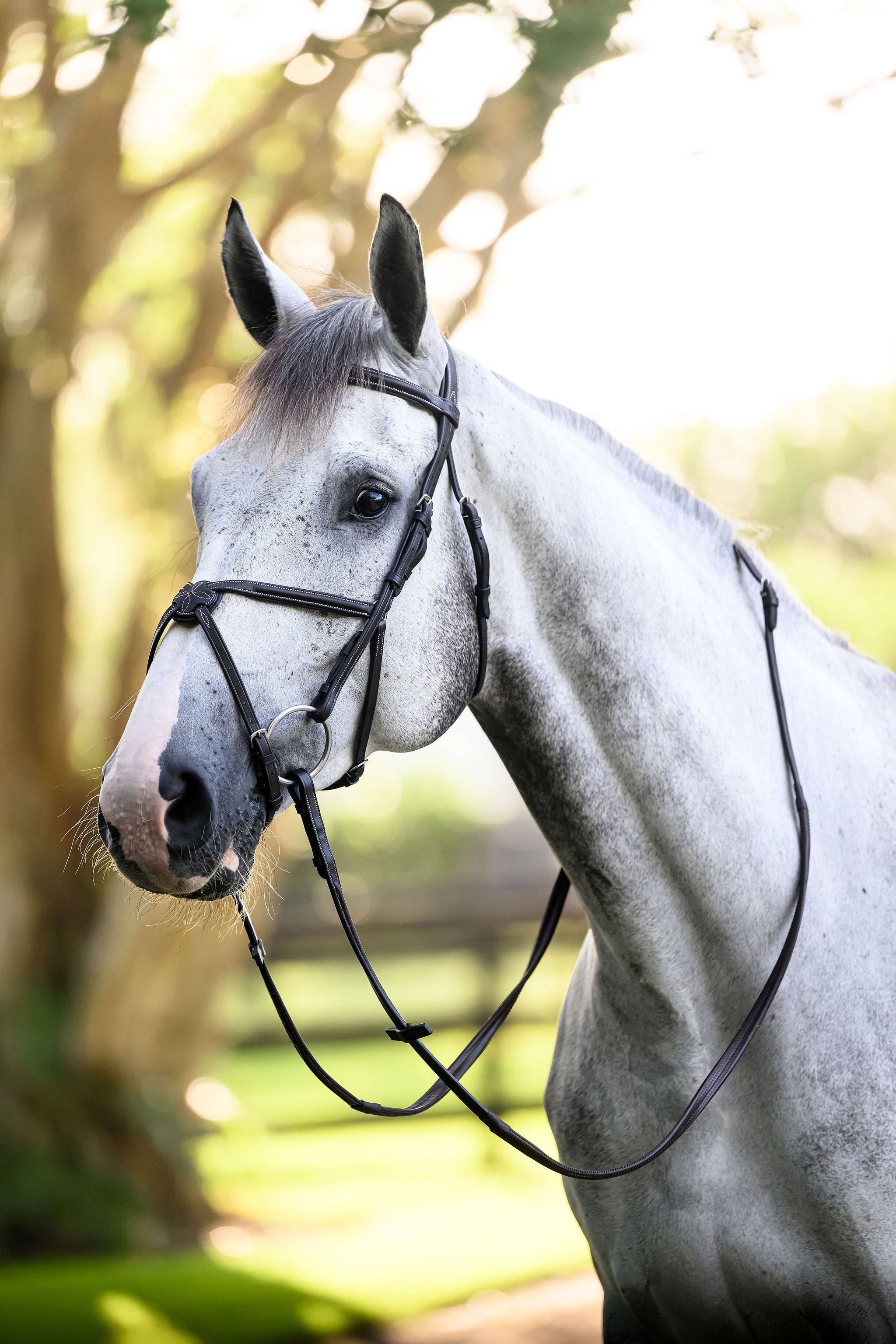 Barclino Figure 8 Bridle
