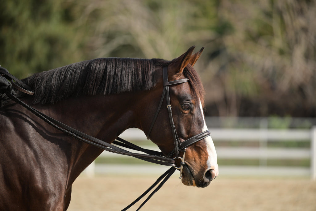 Draw Reins