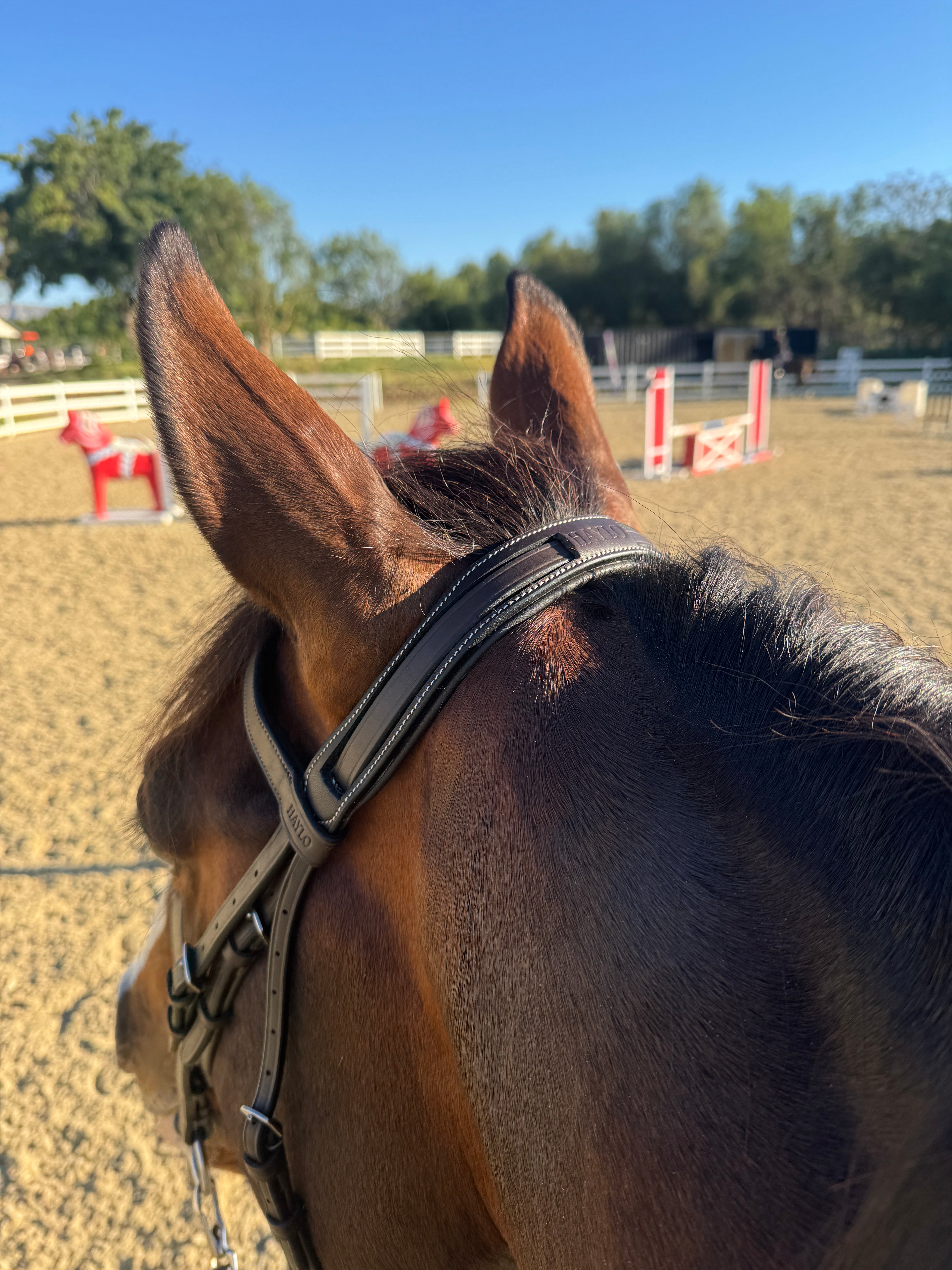Hunter Collection – HAYLO Equestrian
