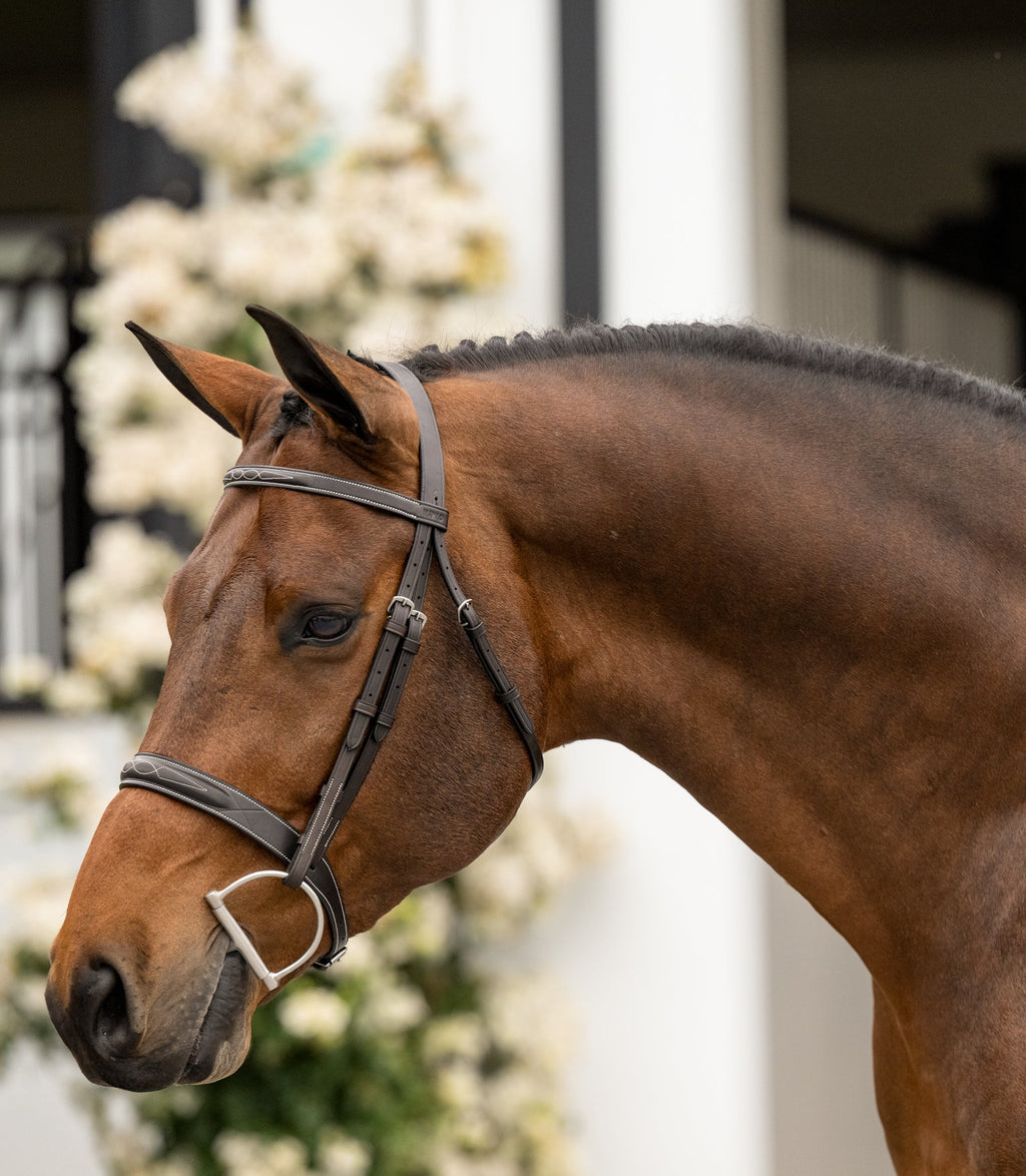 Aster Hunter Bridle