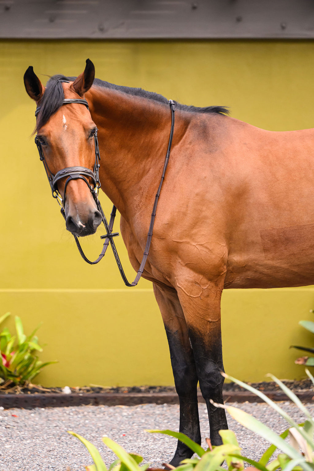 Tornado Flash Bridle