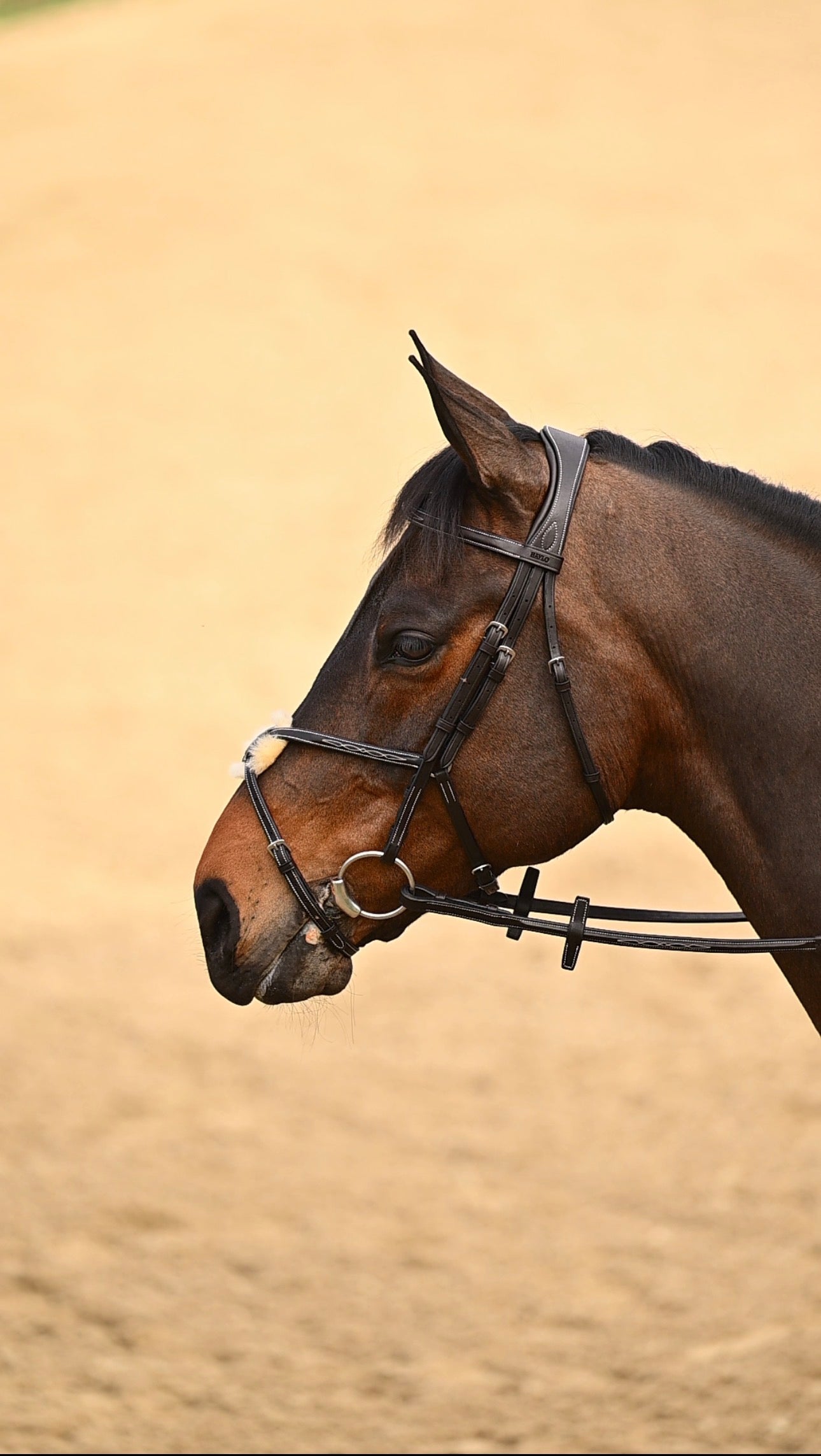 Moulin Figure 8 Bridle