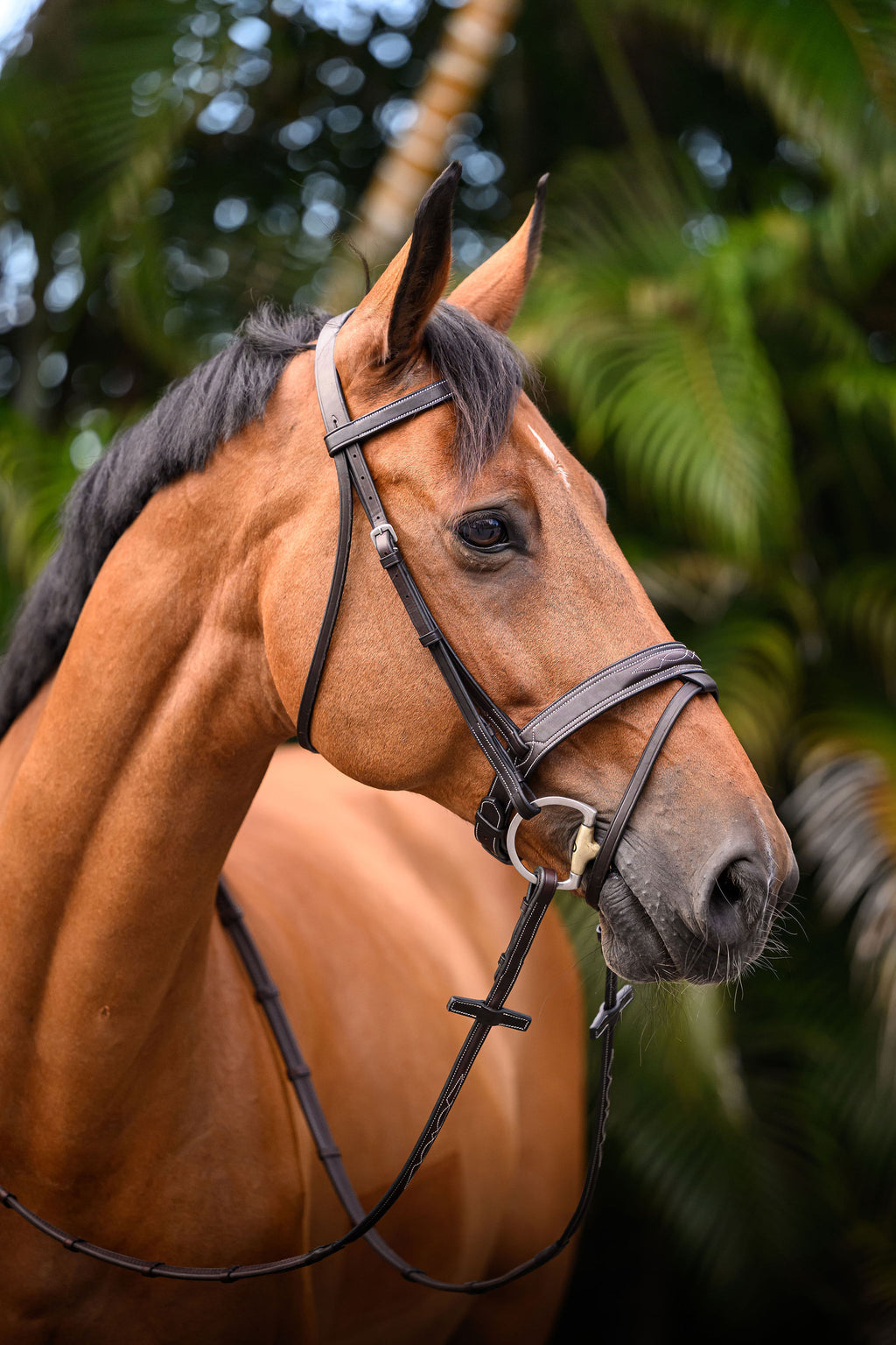 Tornado Flash Bridle