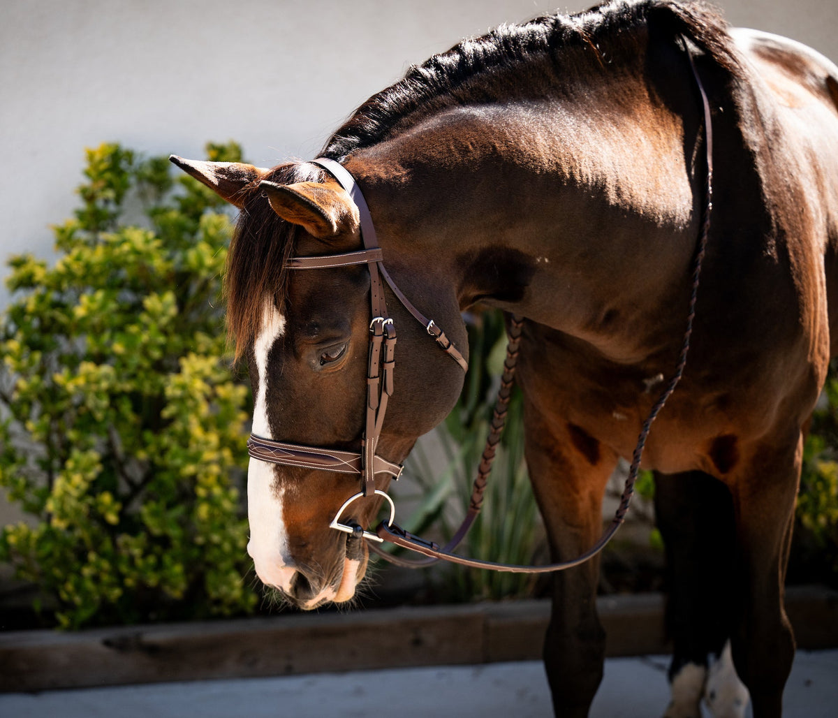 Essential Hunter Bridle