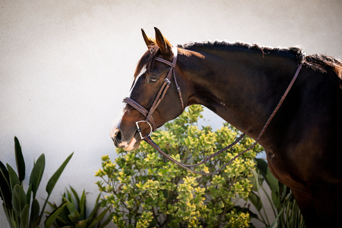Essential Hunter Bridle