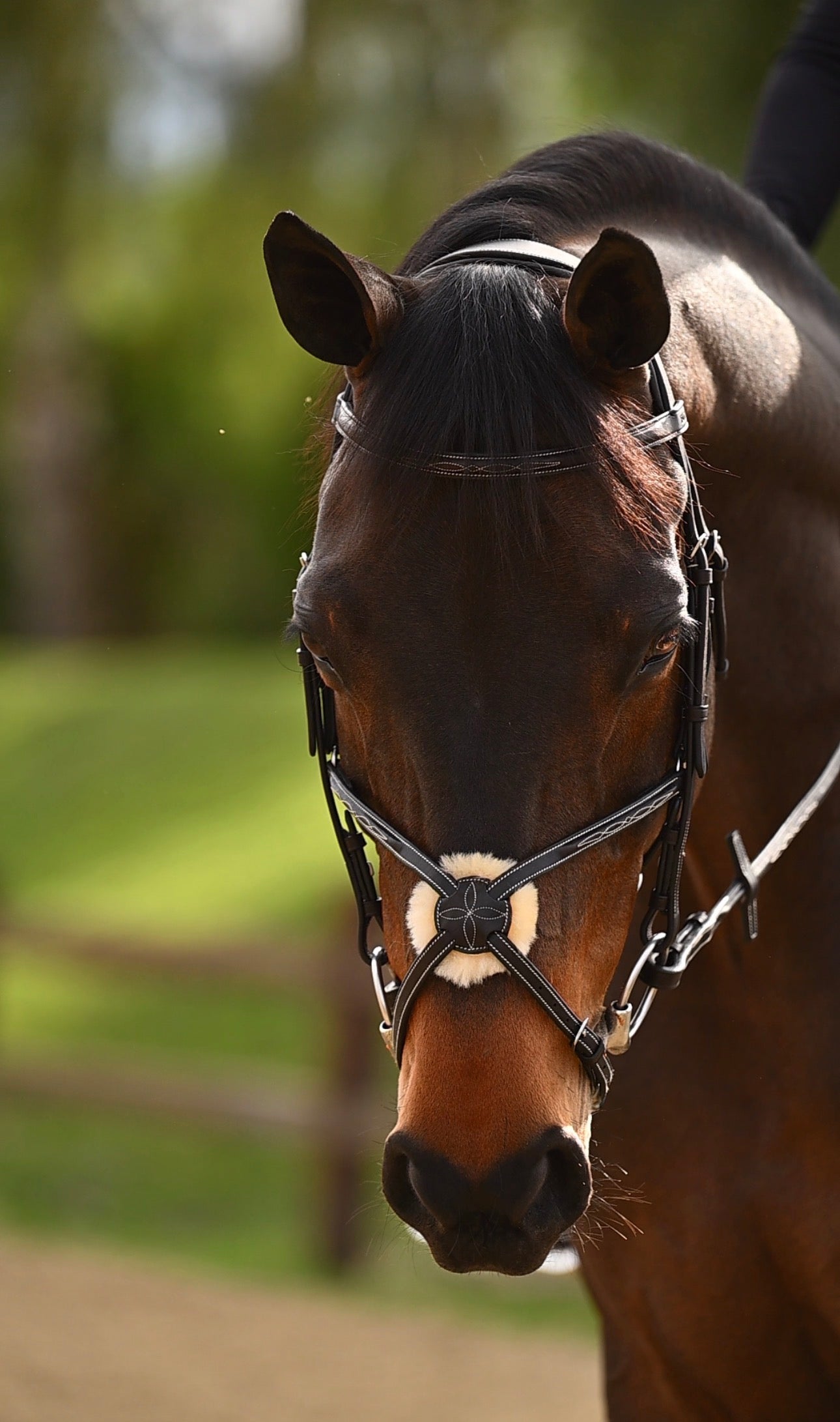 Moulin Figure 8 Bridle
