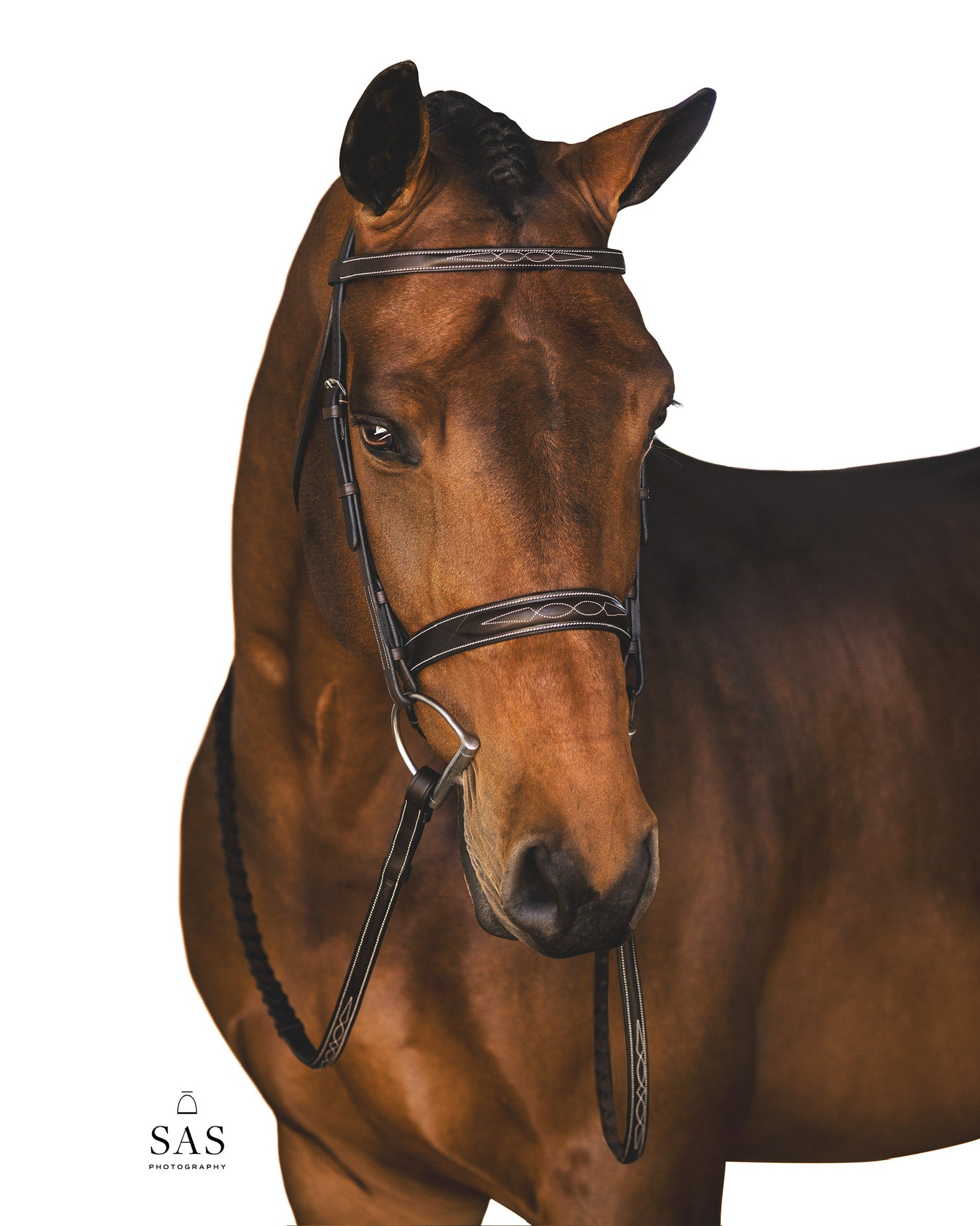 Aster Hunter Bridle Unoiled