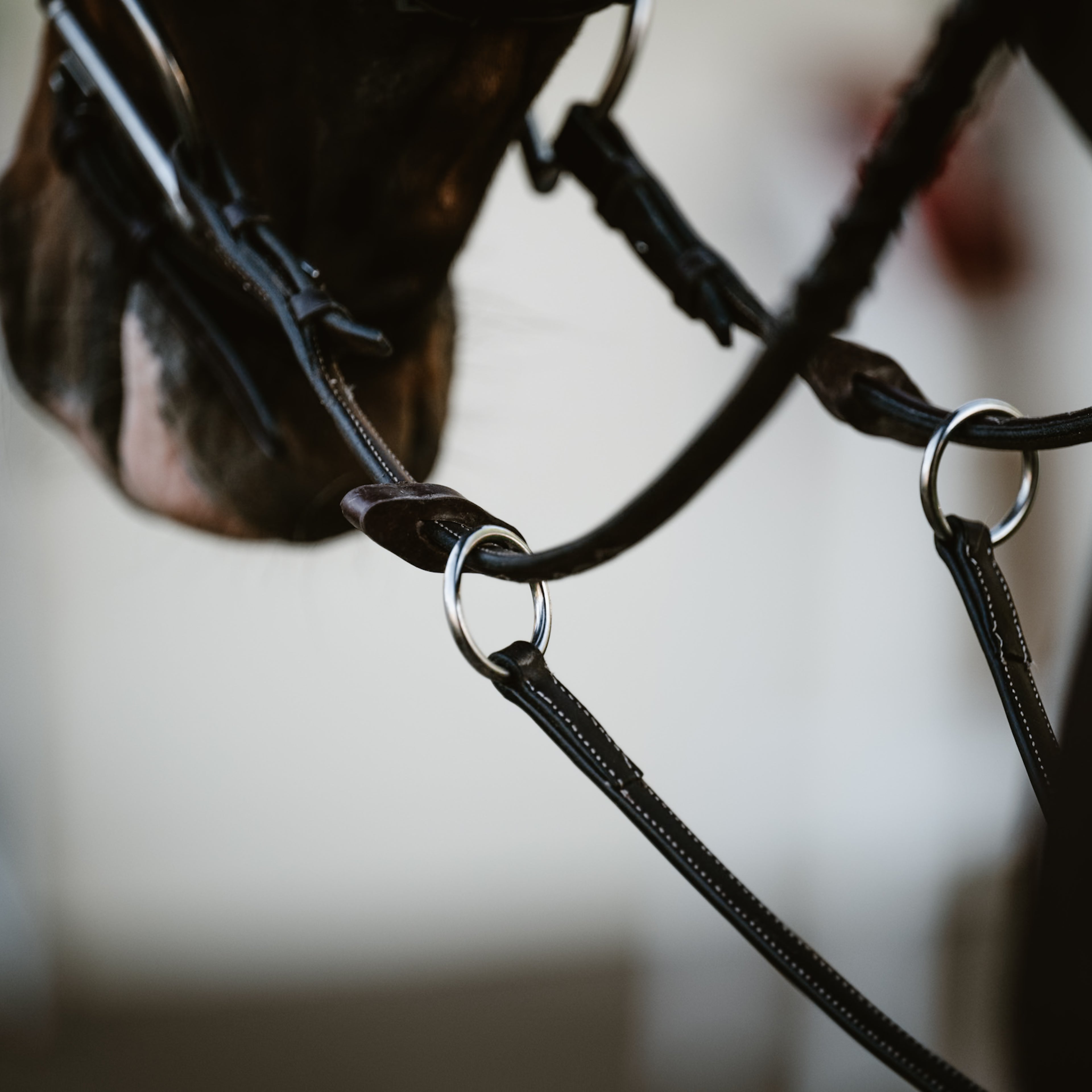 Running Martingale - HAYLO Equestrian