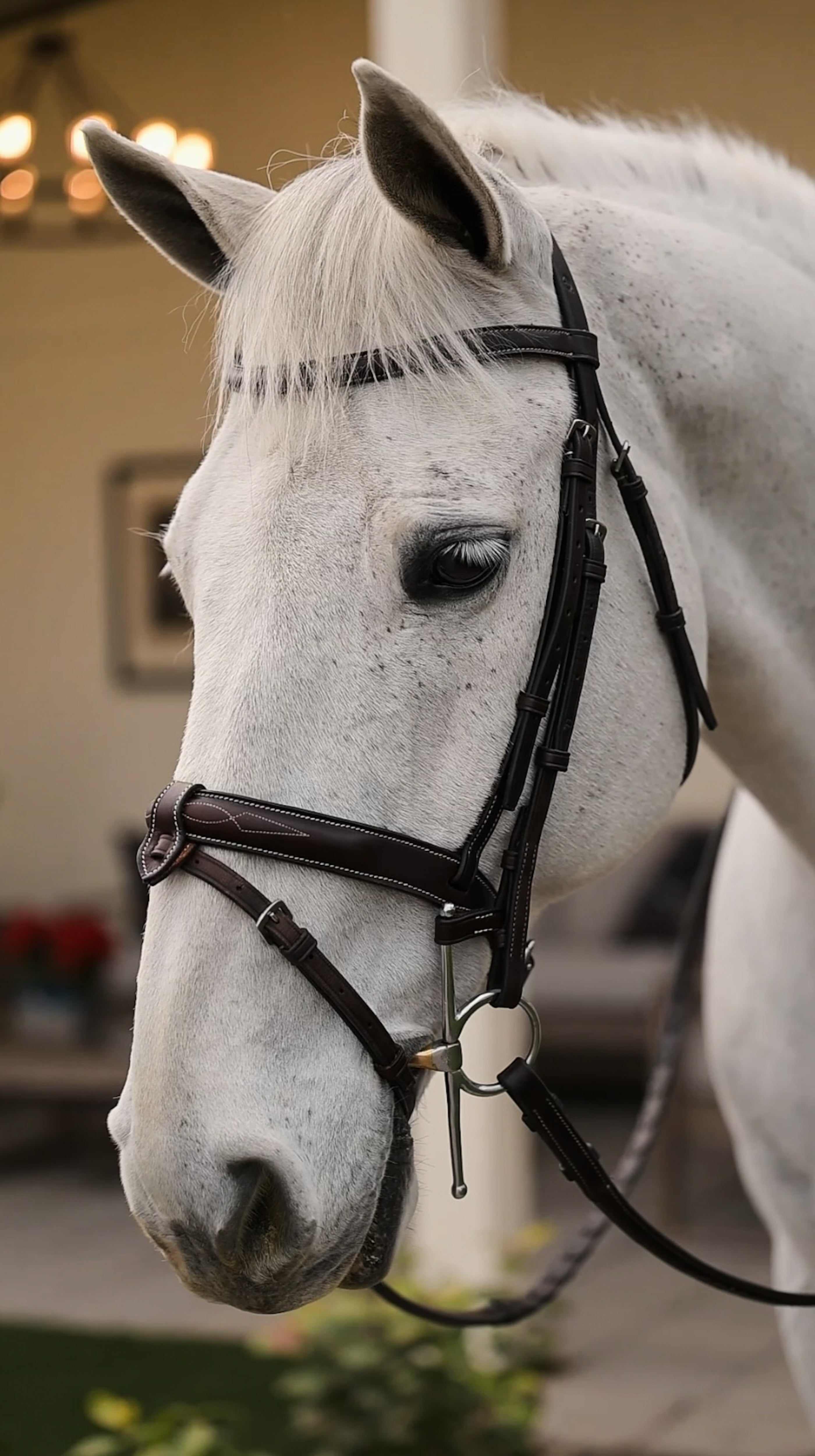 Flash Attachment - HAYLO Equestrian