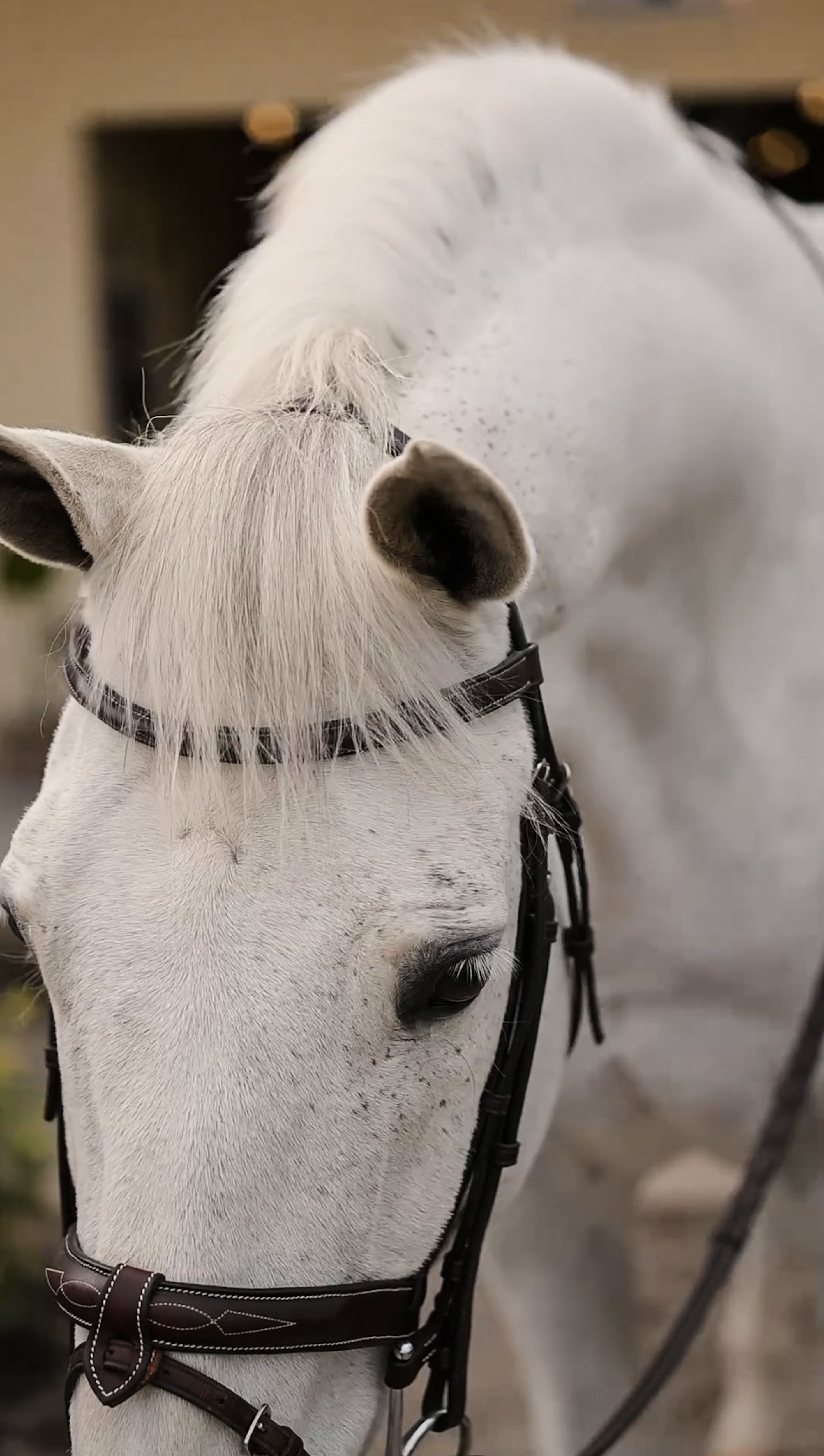 Flash Attachment - HAYLO Equestrian