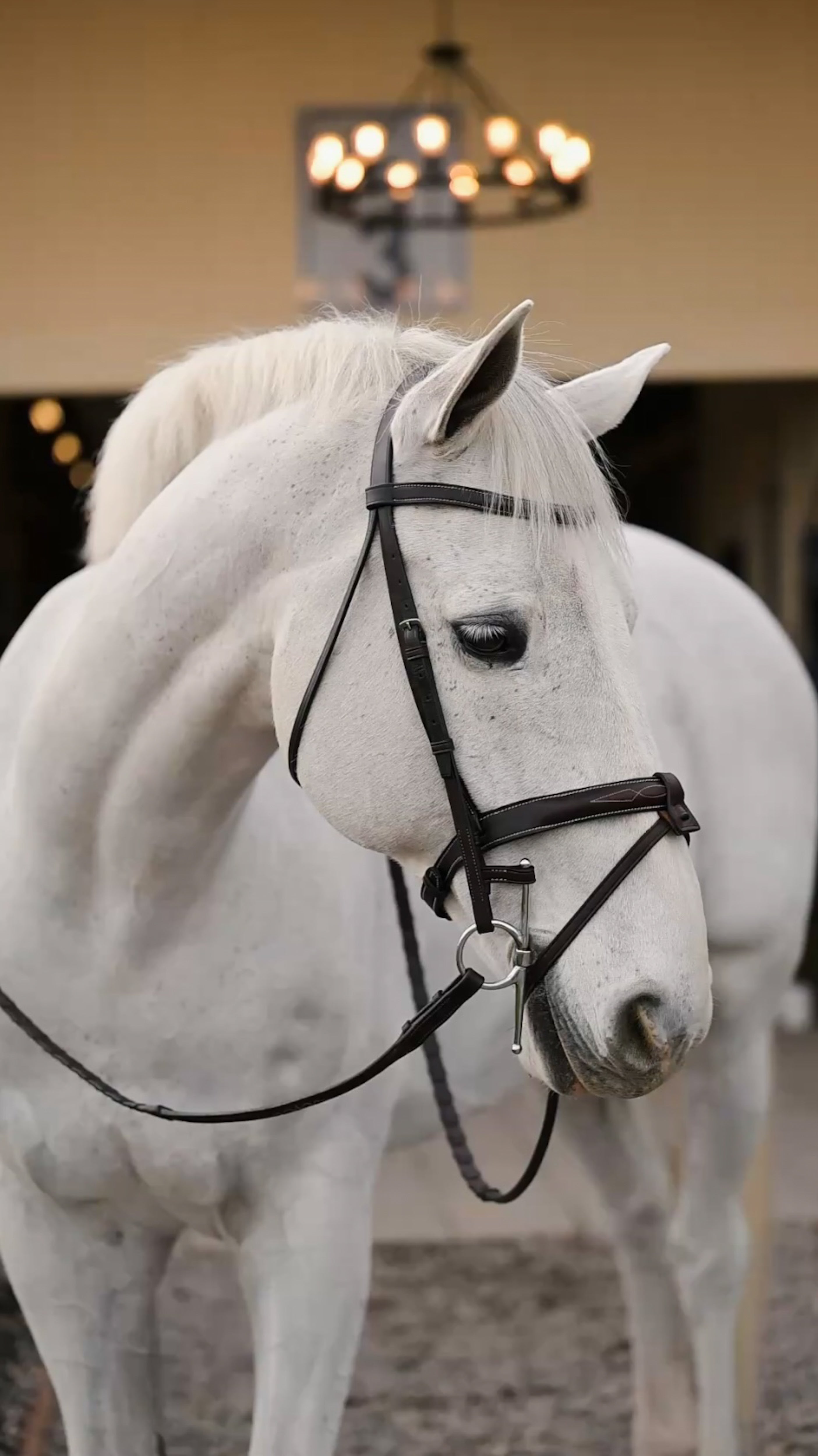 Flash Attachment - HAYLO Equestrian