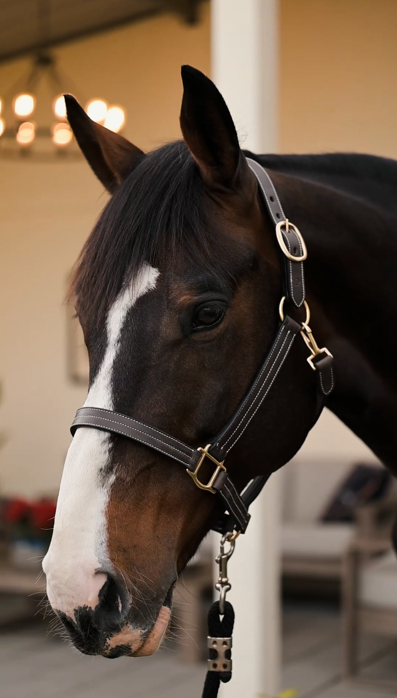 Triple Stitched Leather Halter - HAYLO Equestrian