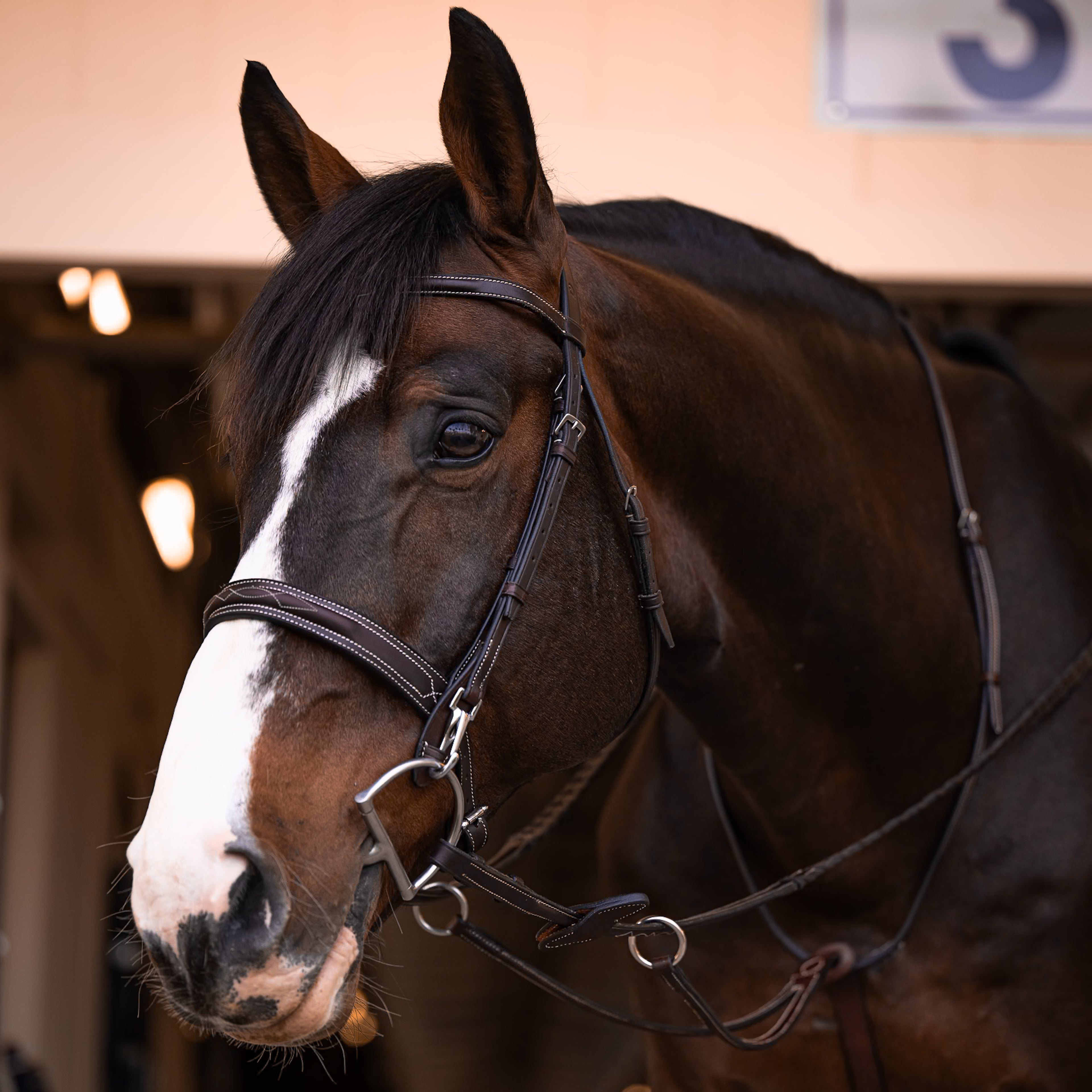 Running Martingale - HAYLO Equestrian