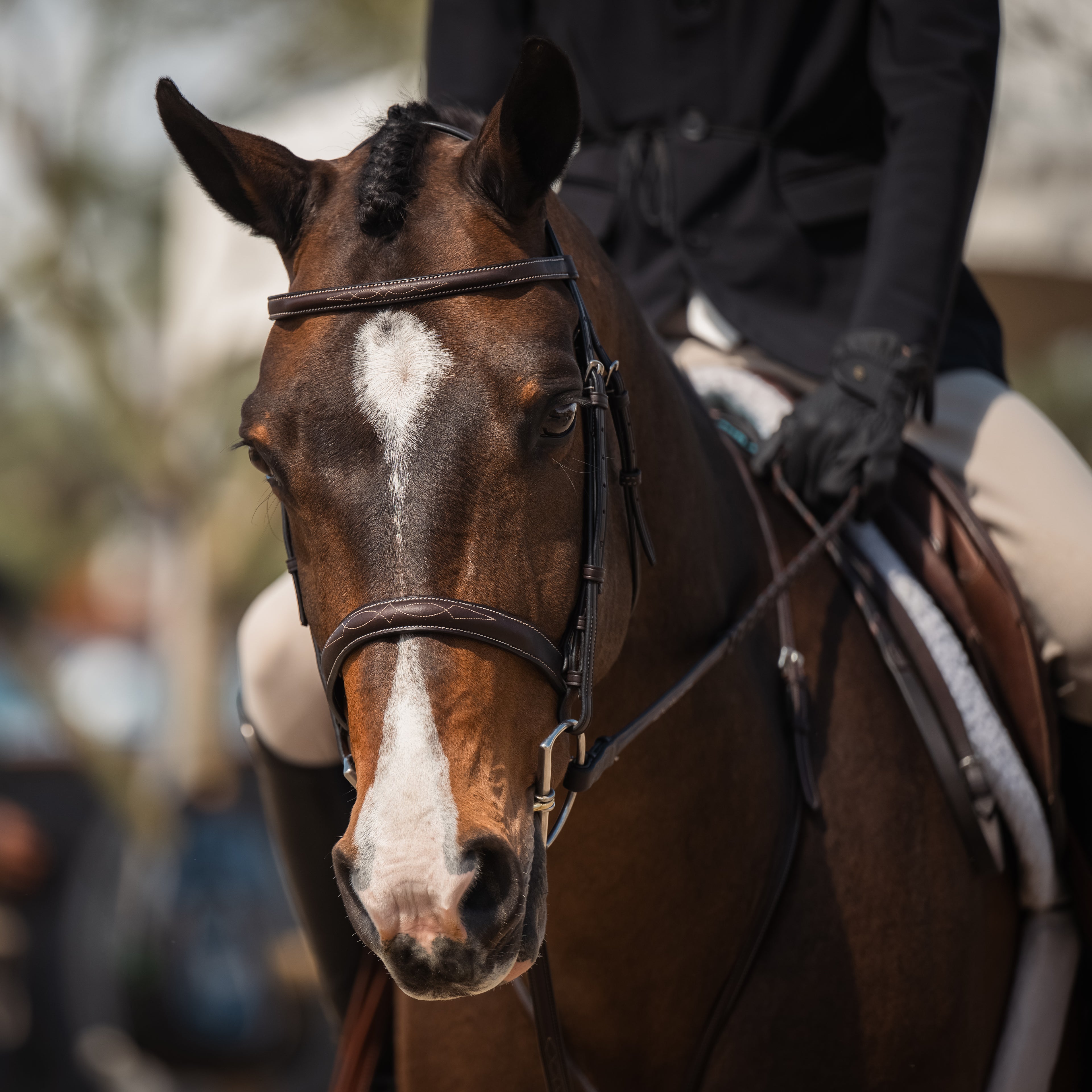 VENICE Hunter Bridle - HAYLO Equestrian