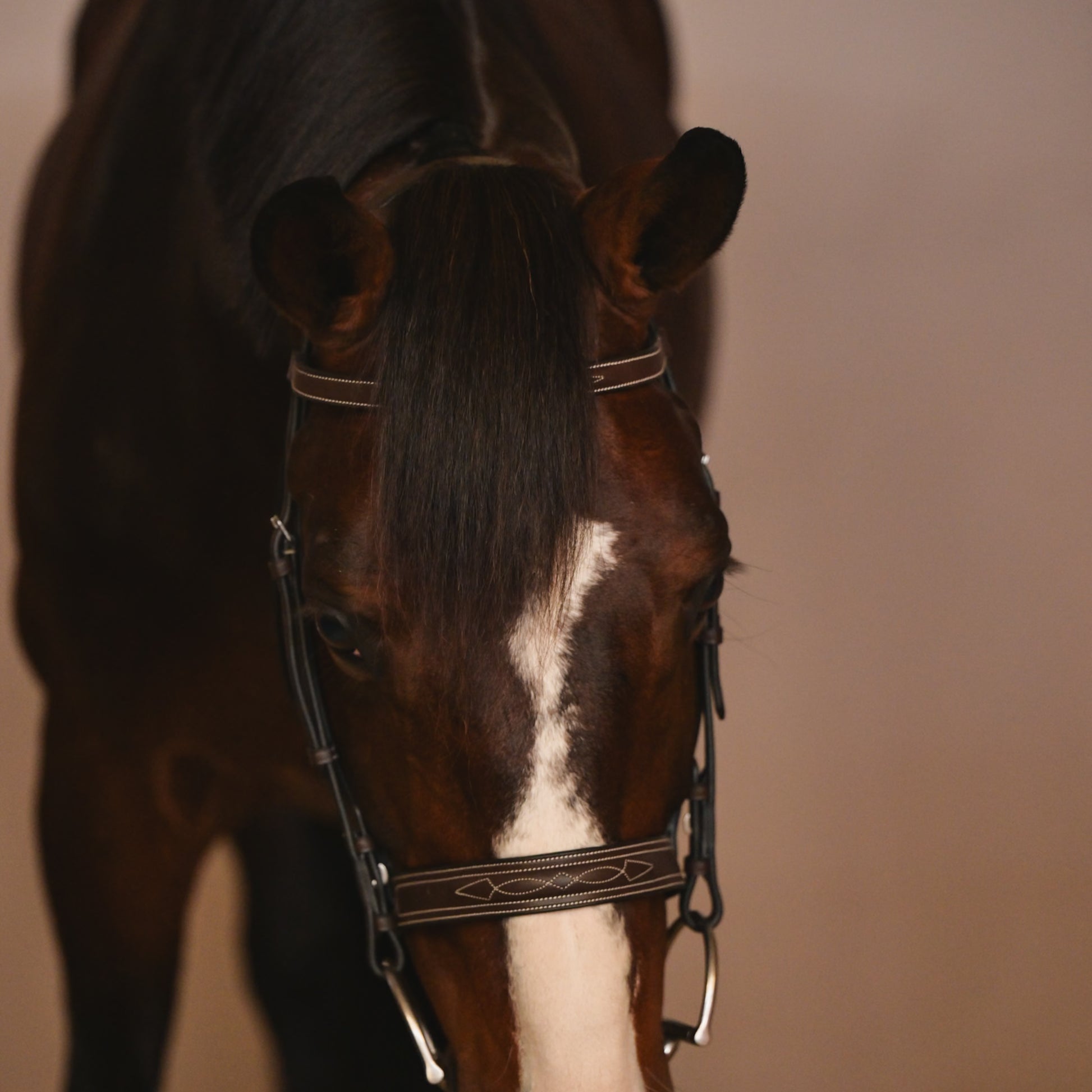 CARLO Hunter Bridle - HAYLO Equestrian