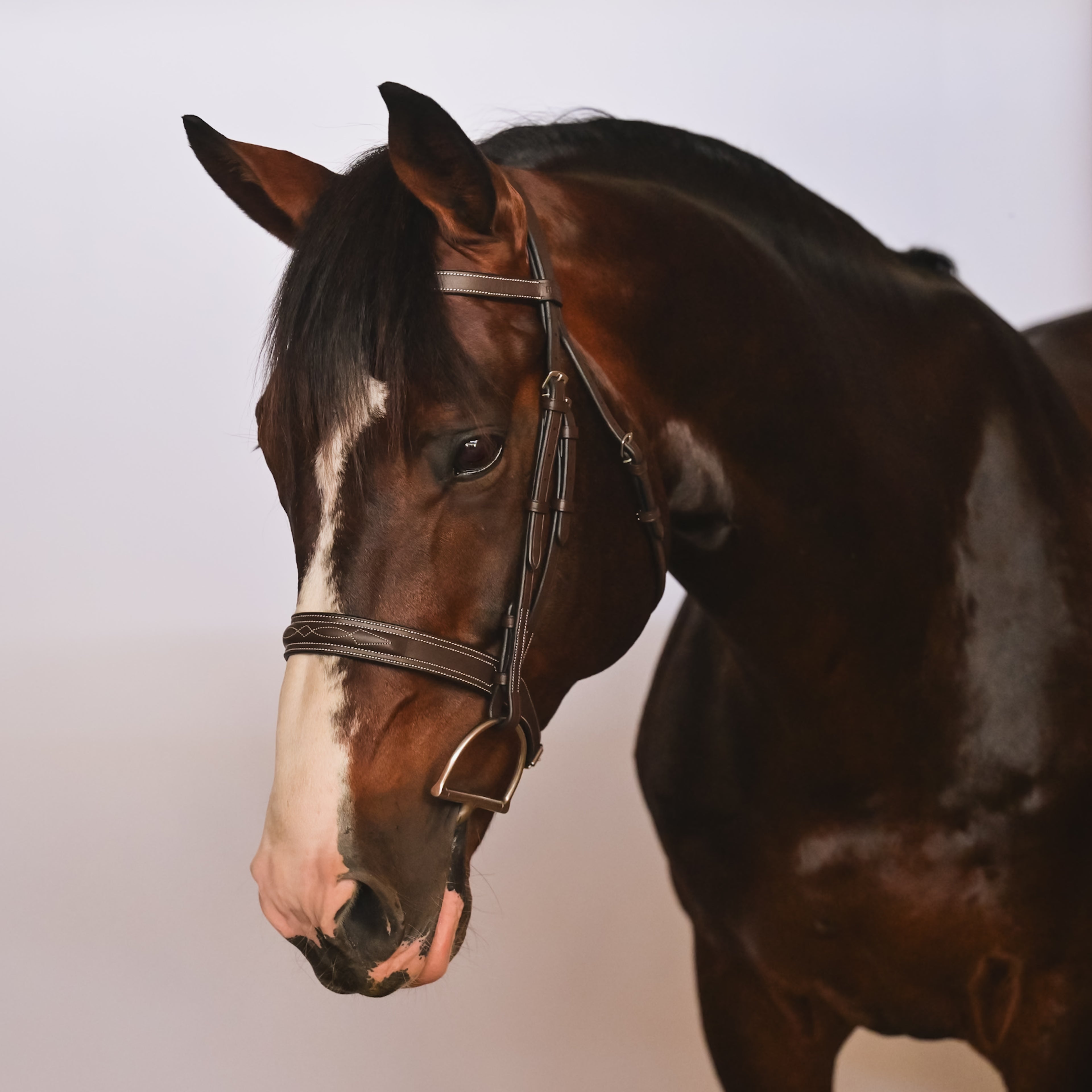 CARLO Hunter Bridle - HAYLO Equestrian