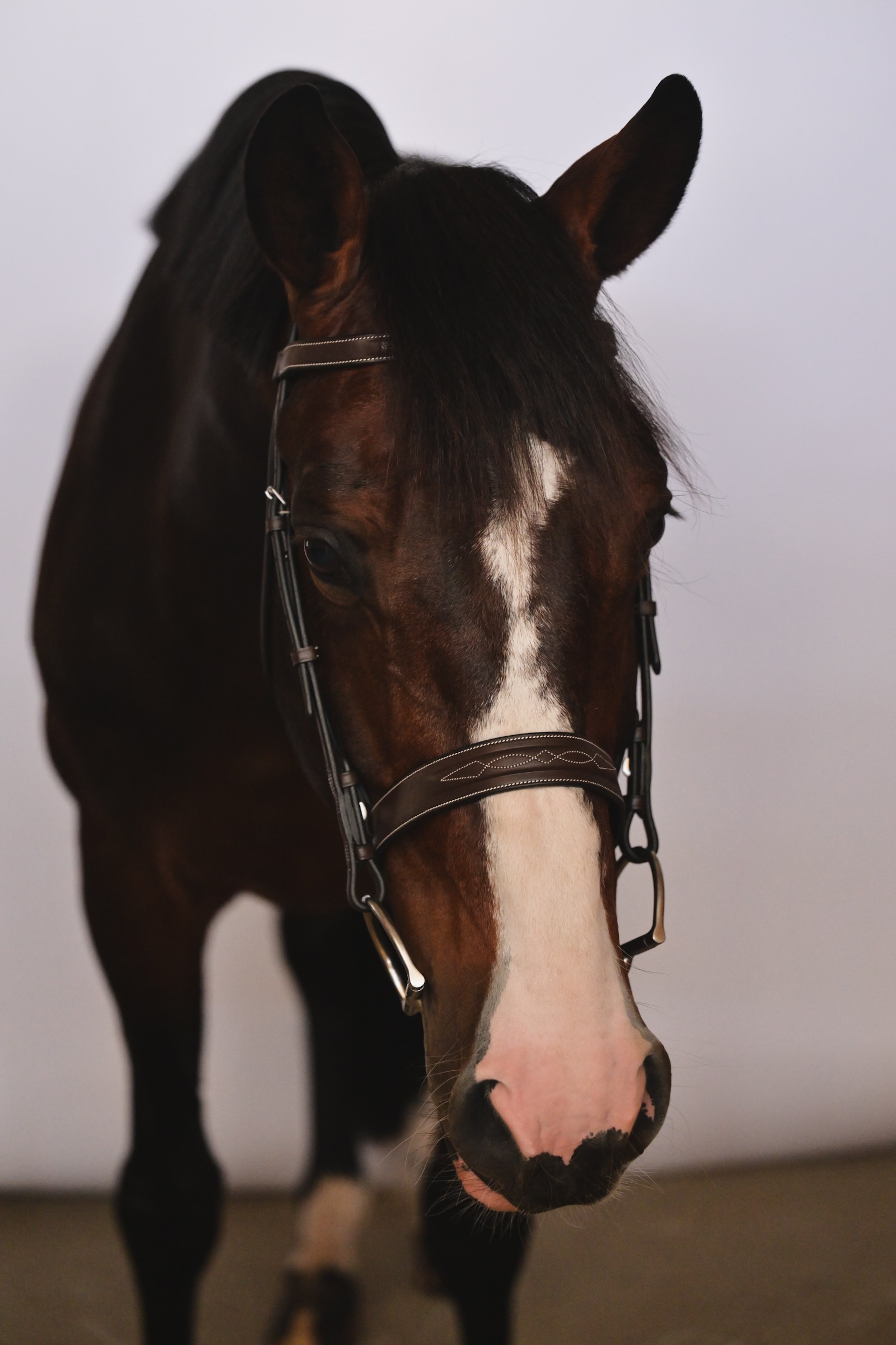 Kingsbury Hunter Bridle - HAYLO Equestrian