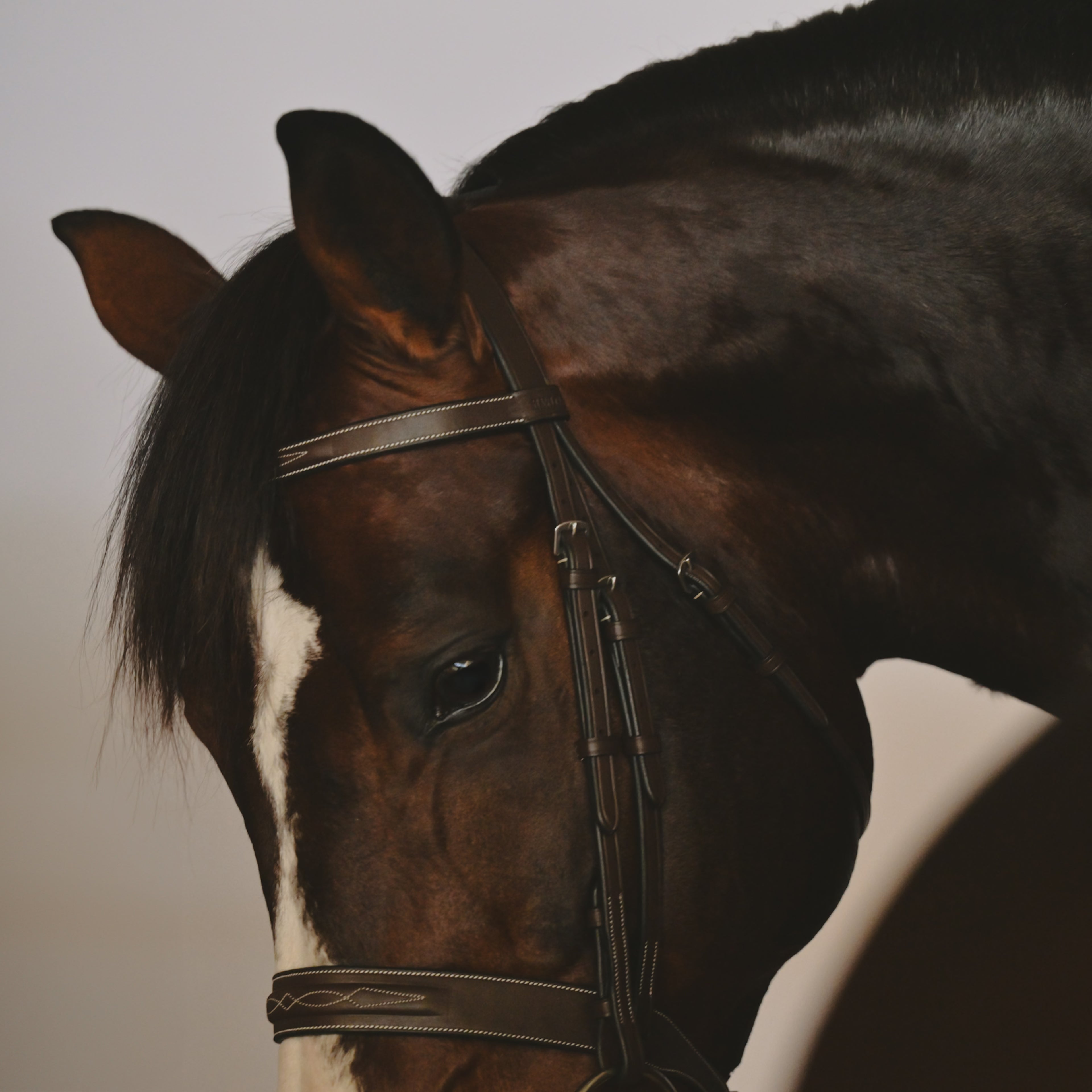 Kingsbury Hunter Bridle - HAYLO Equestrian