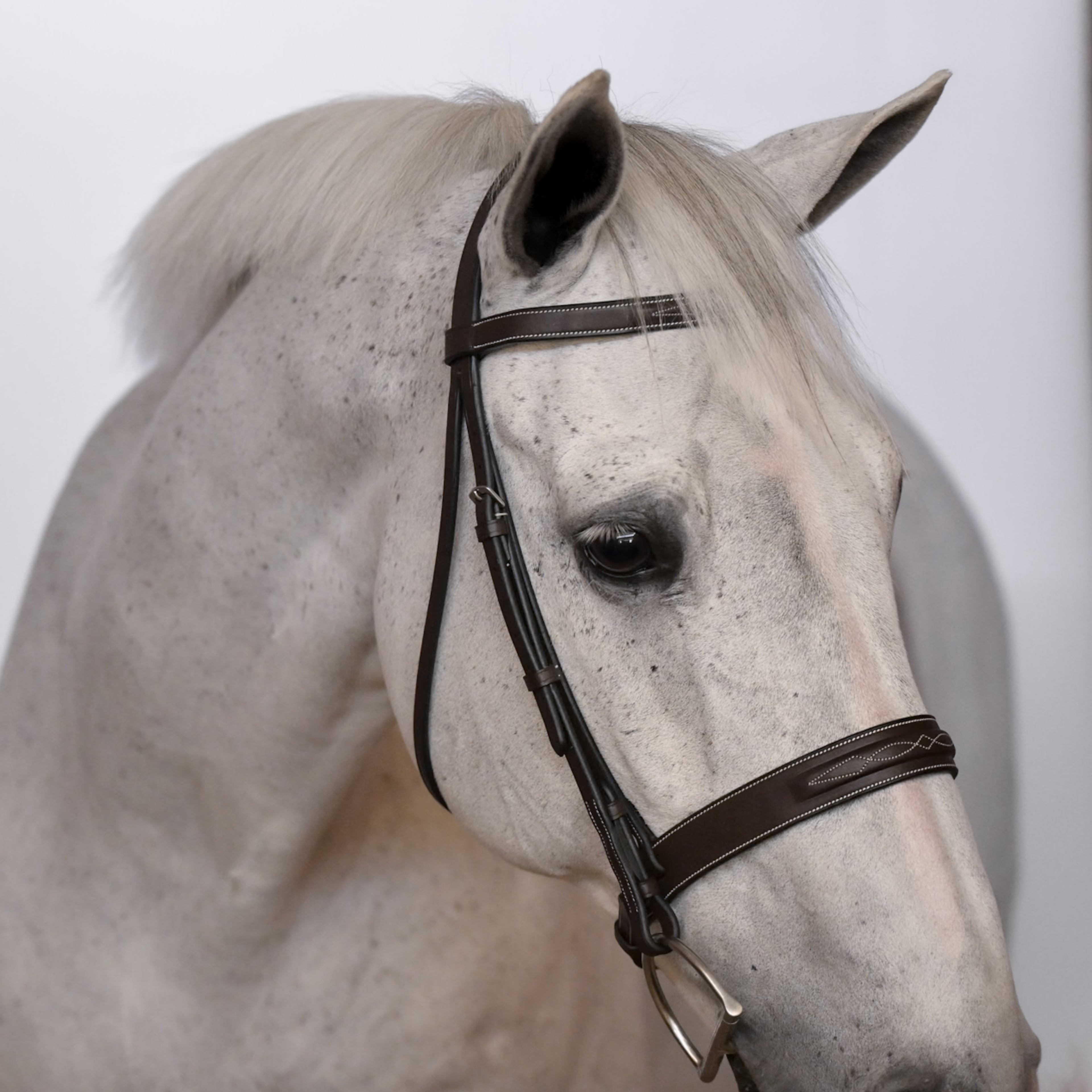 Kingsbury Hunter Bridle - HAYLO Equestrian