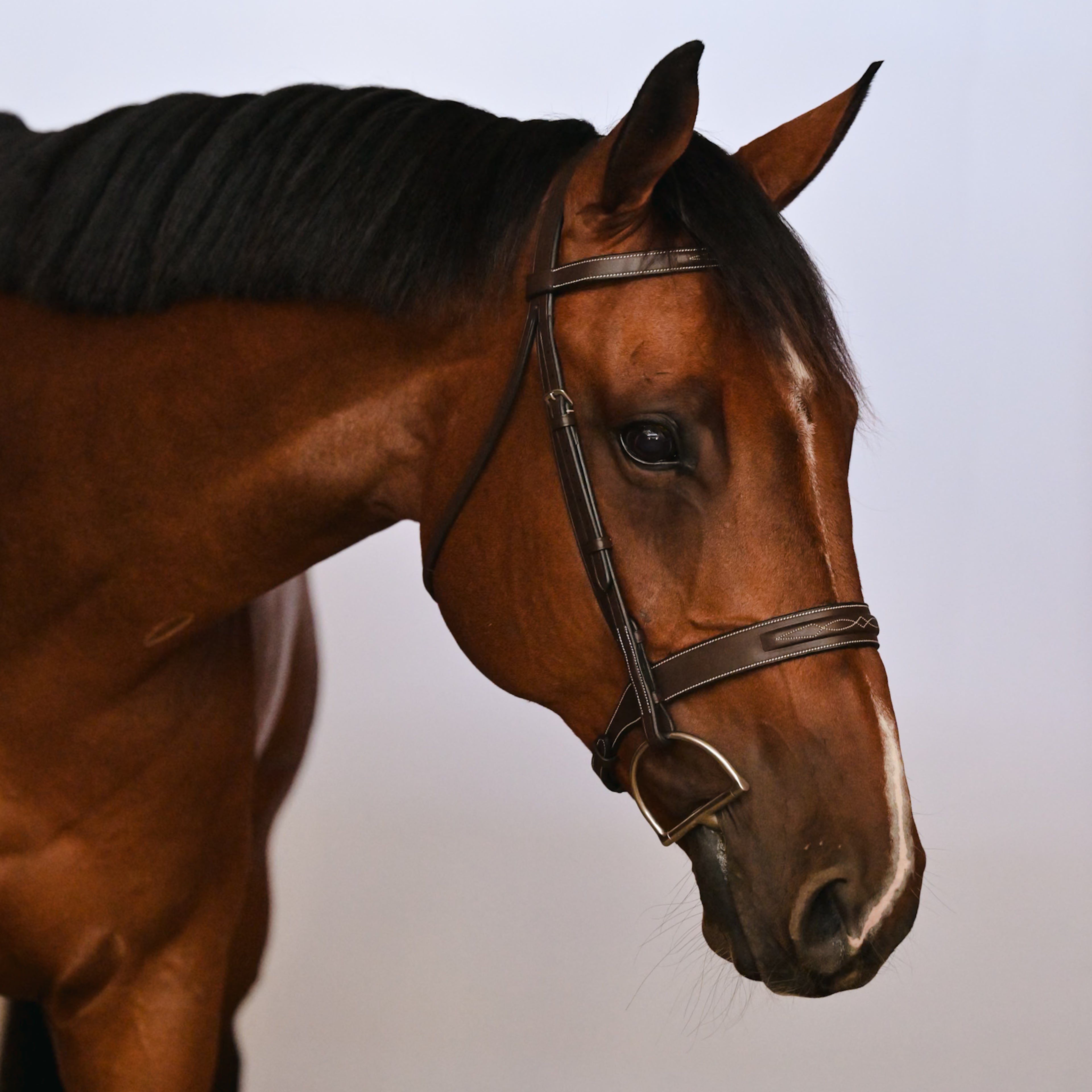 Kingsbury Hunter Bridle - HAYLO Equestrian