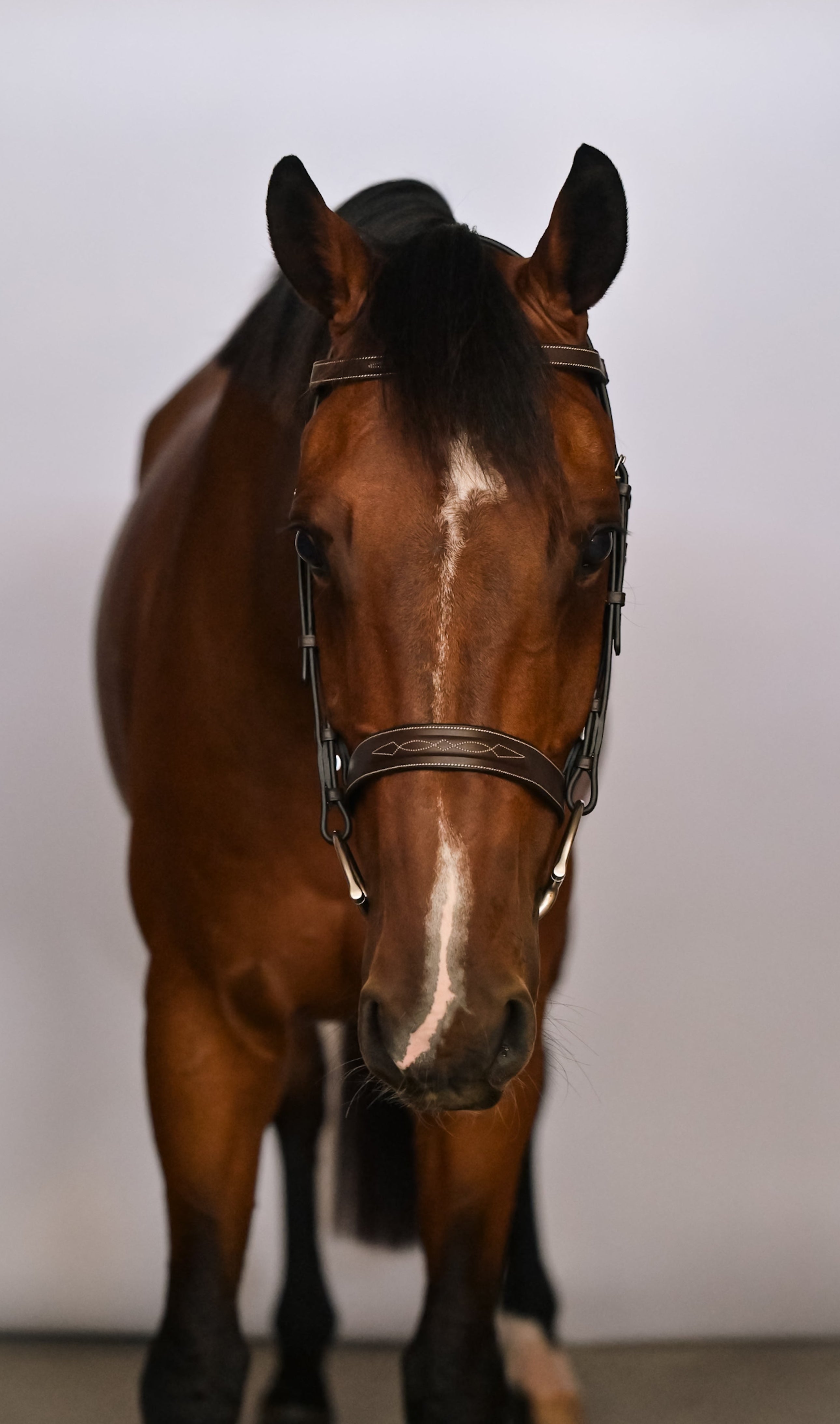 Kingsbury Hunter Bridle - HAYLO Equestrian