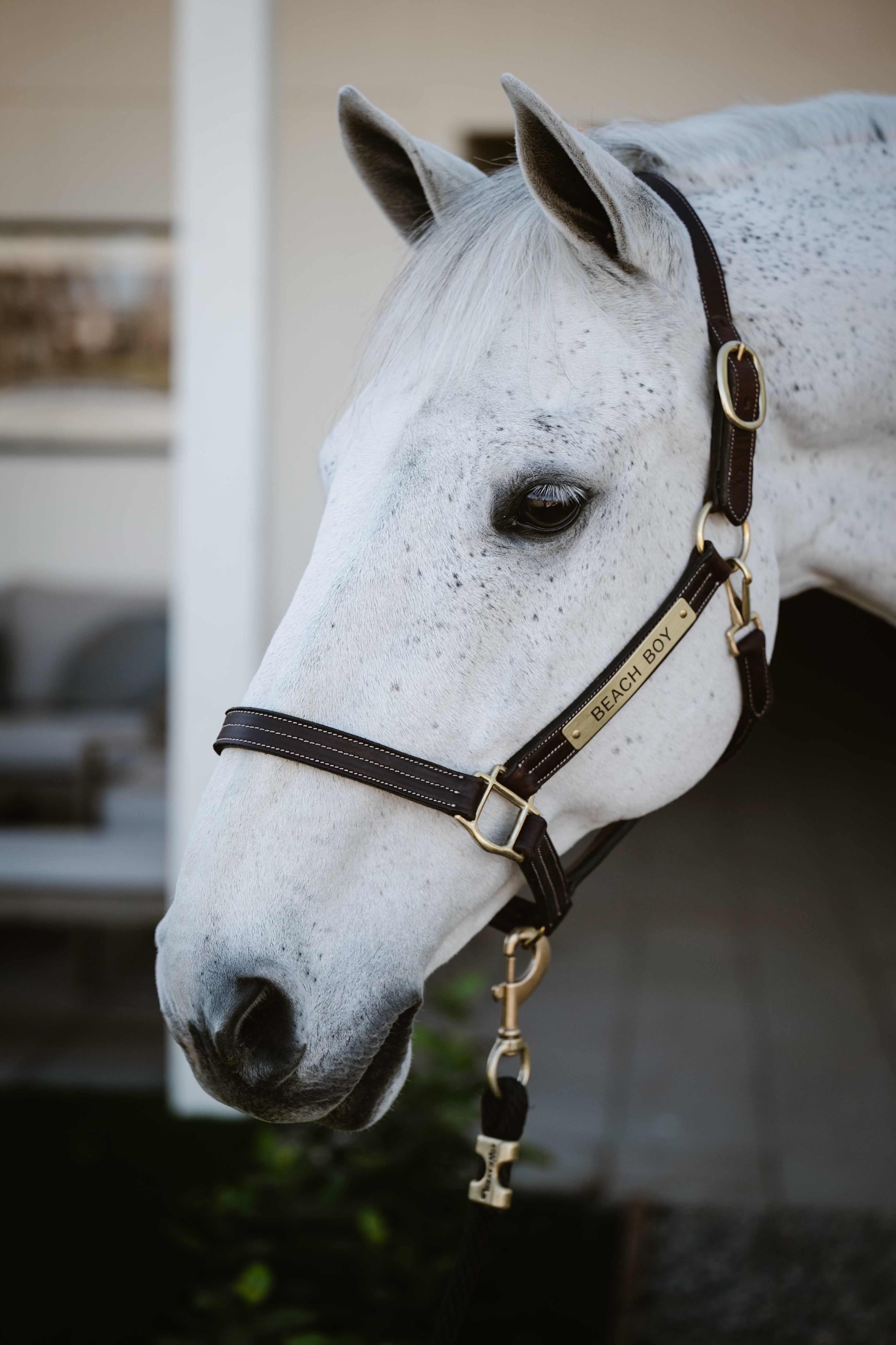 Triple Stitched Leather Halter - HAYLO Equestrian