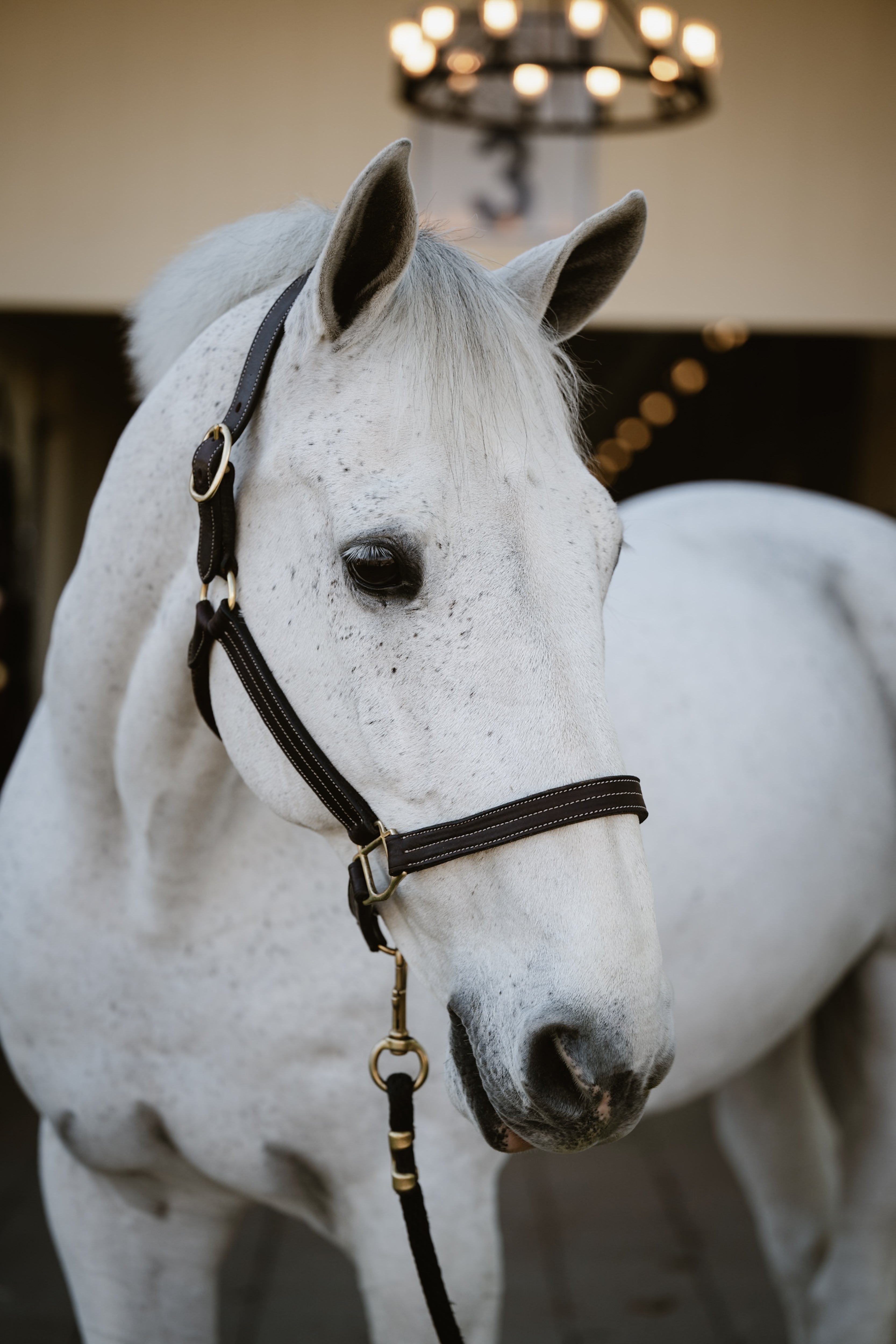 Triple Stitched Leather Halter - HAYLO Equestrian