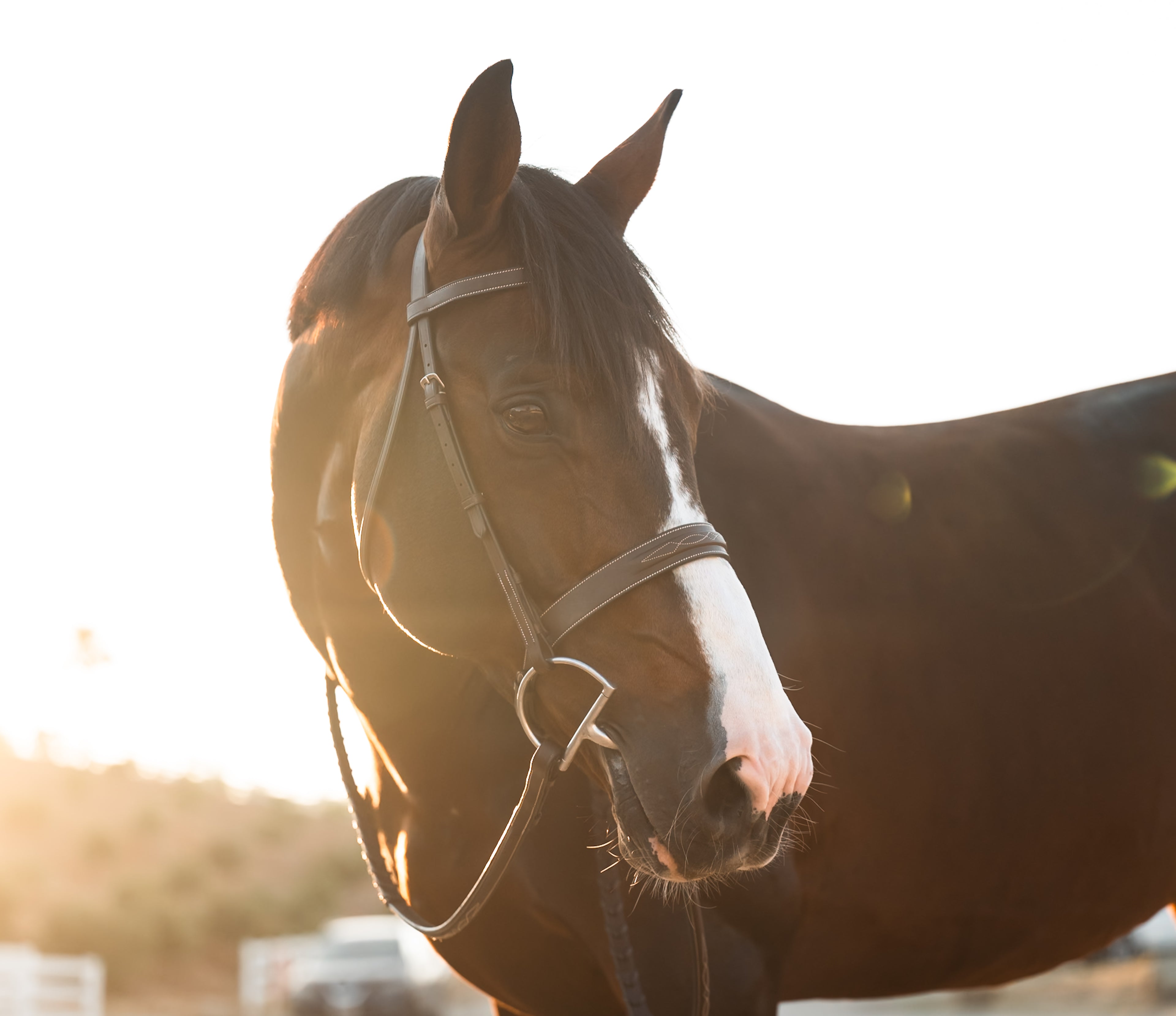Kingsbury Hunter Bridle - HAYLO Equestrian